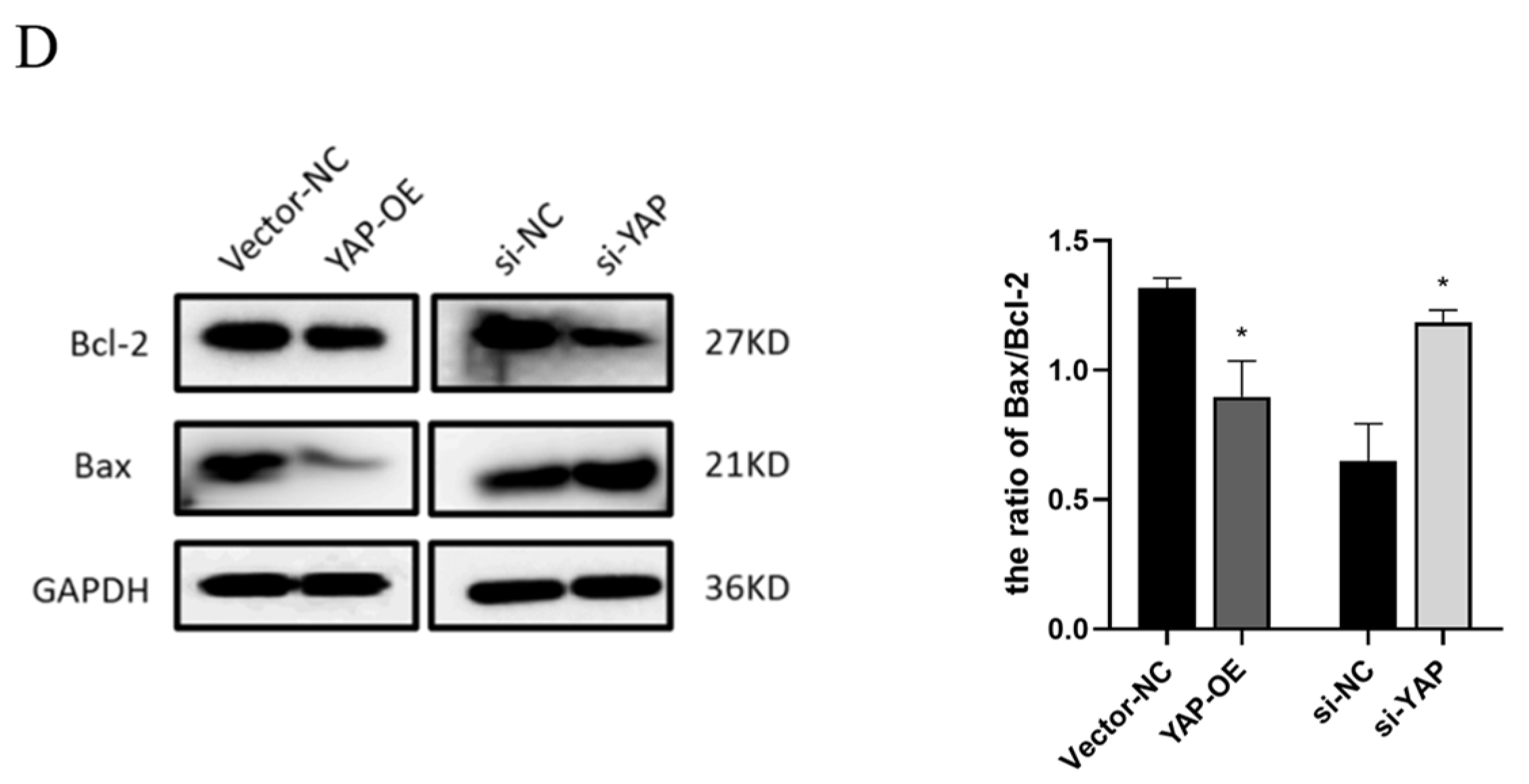 Biomedicines 10 03296 g003b Biomedicines 10 03296 g003b