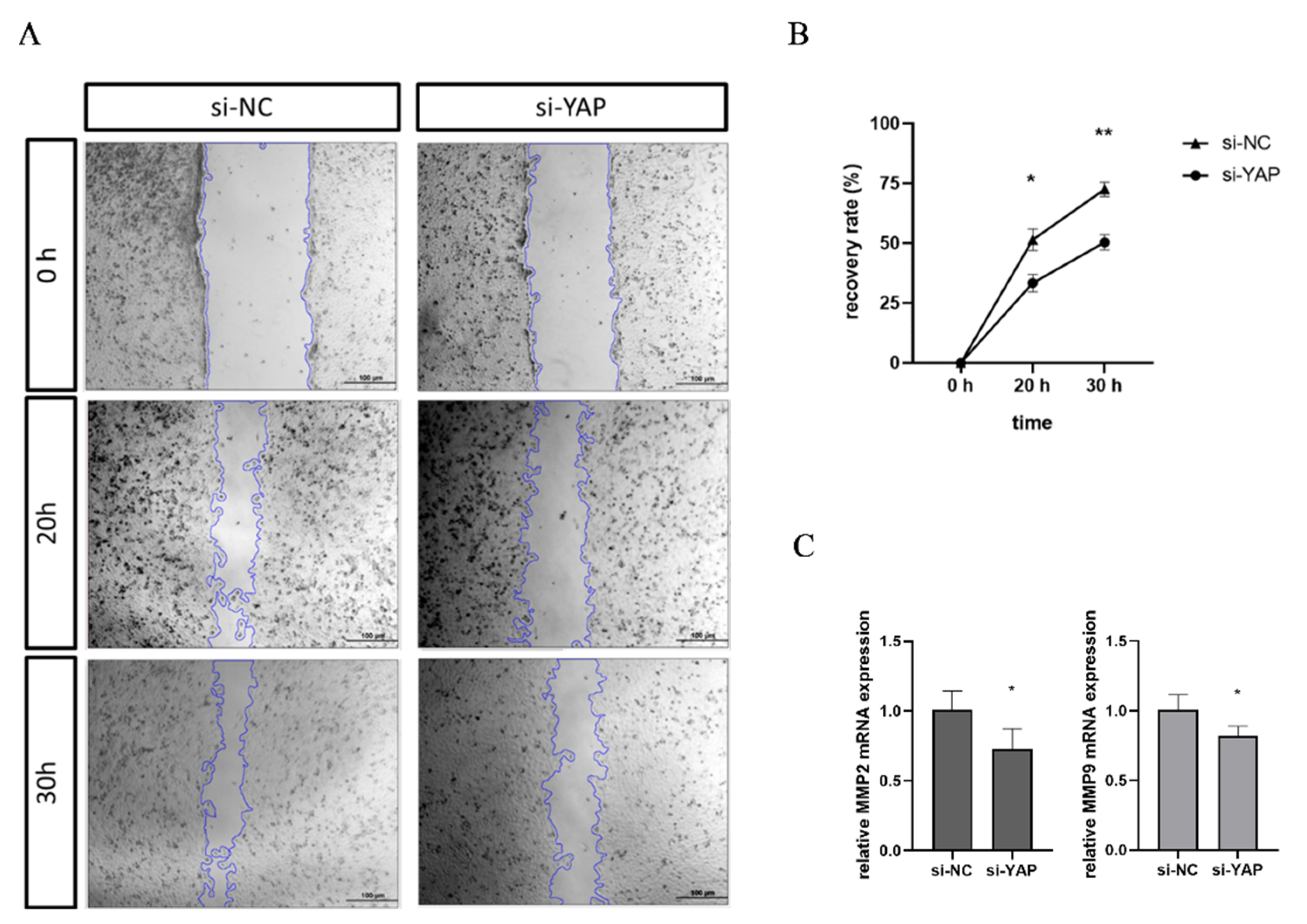 Biomedicines 10 03296 g004 Biomedicines 10 03296 g004