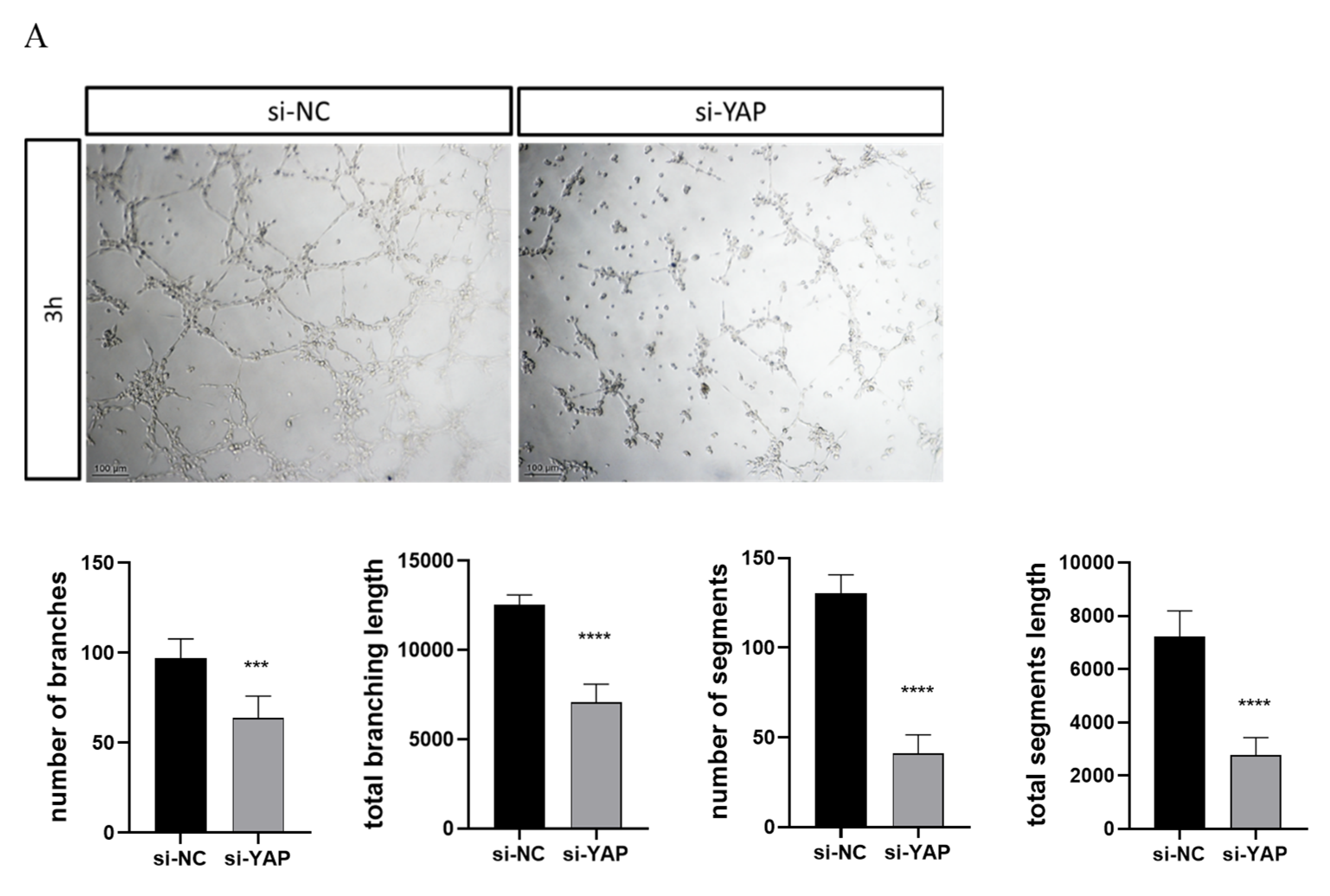 Biomedicines 10 03296 g005a Biomedicines 10 03296 g005a