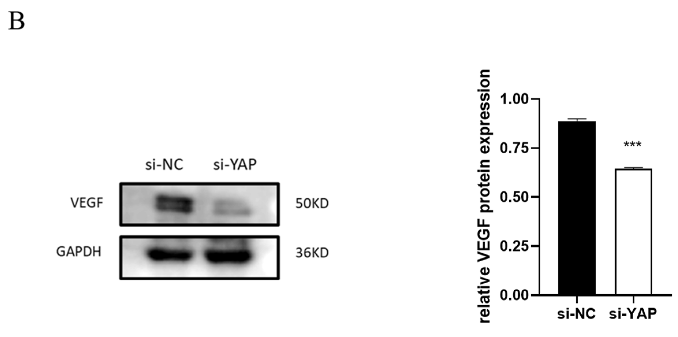 Biomedicines 10 03296 g005b Biomedicines 10 03296 g005b
