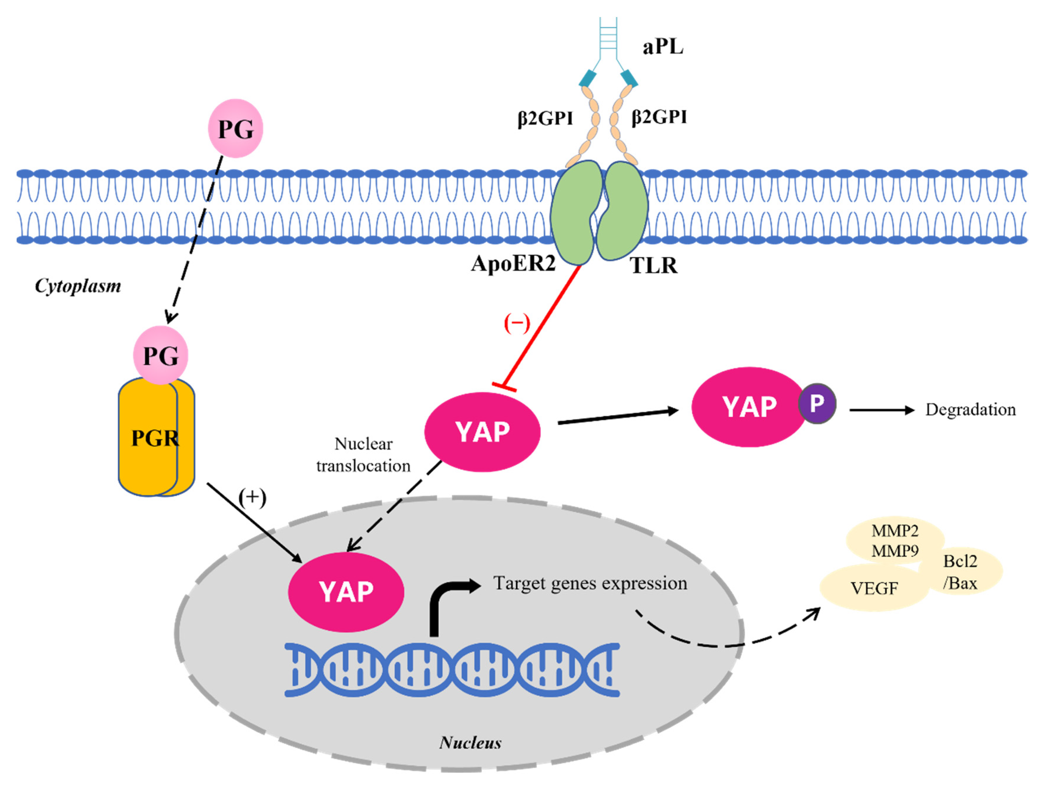 Biomedicines 10 03296 g007 Biomedicines 10 03296 g007