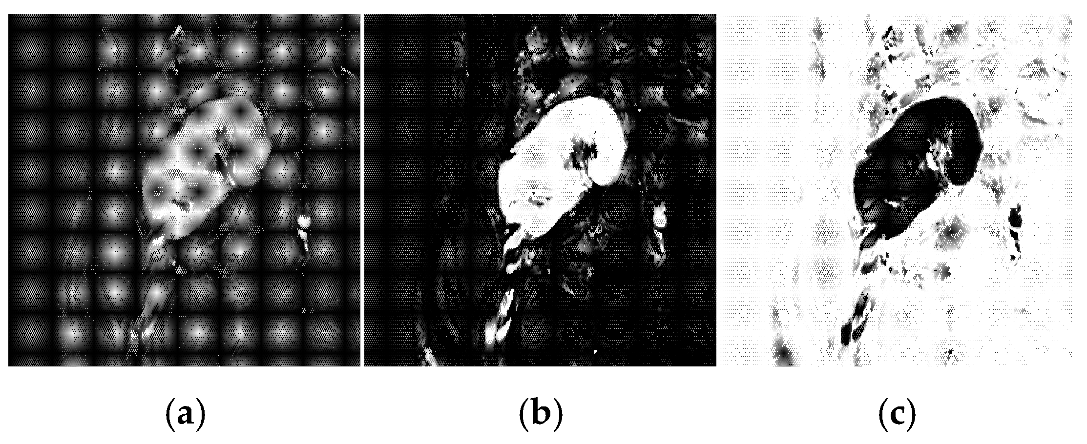Biomedicines 11 00006 g005 Biomedicines 11 00006 g005