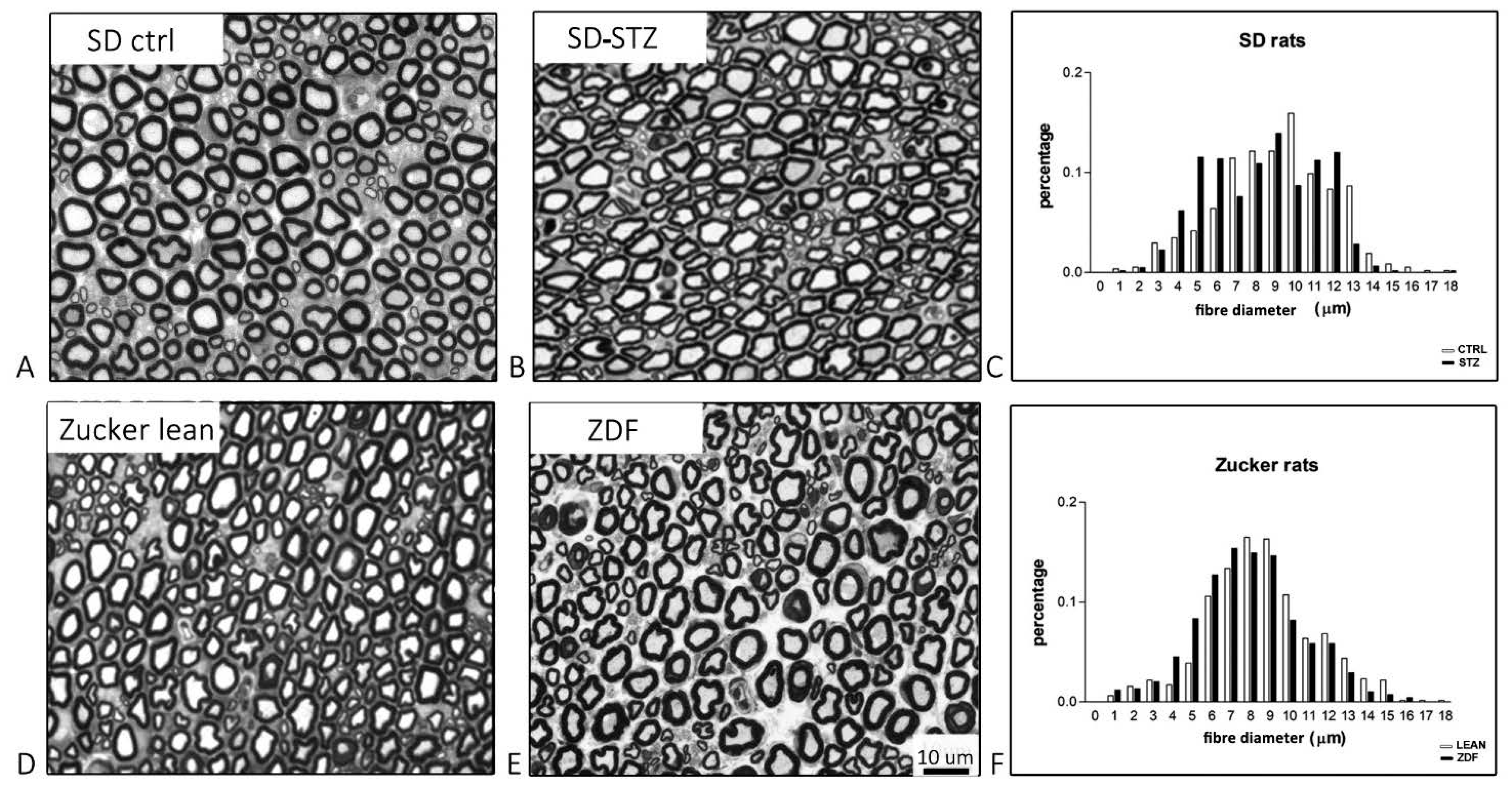 Biomedicines 11 00020 g004 Biomedicines 11 00020 g004
