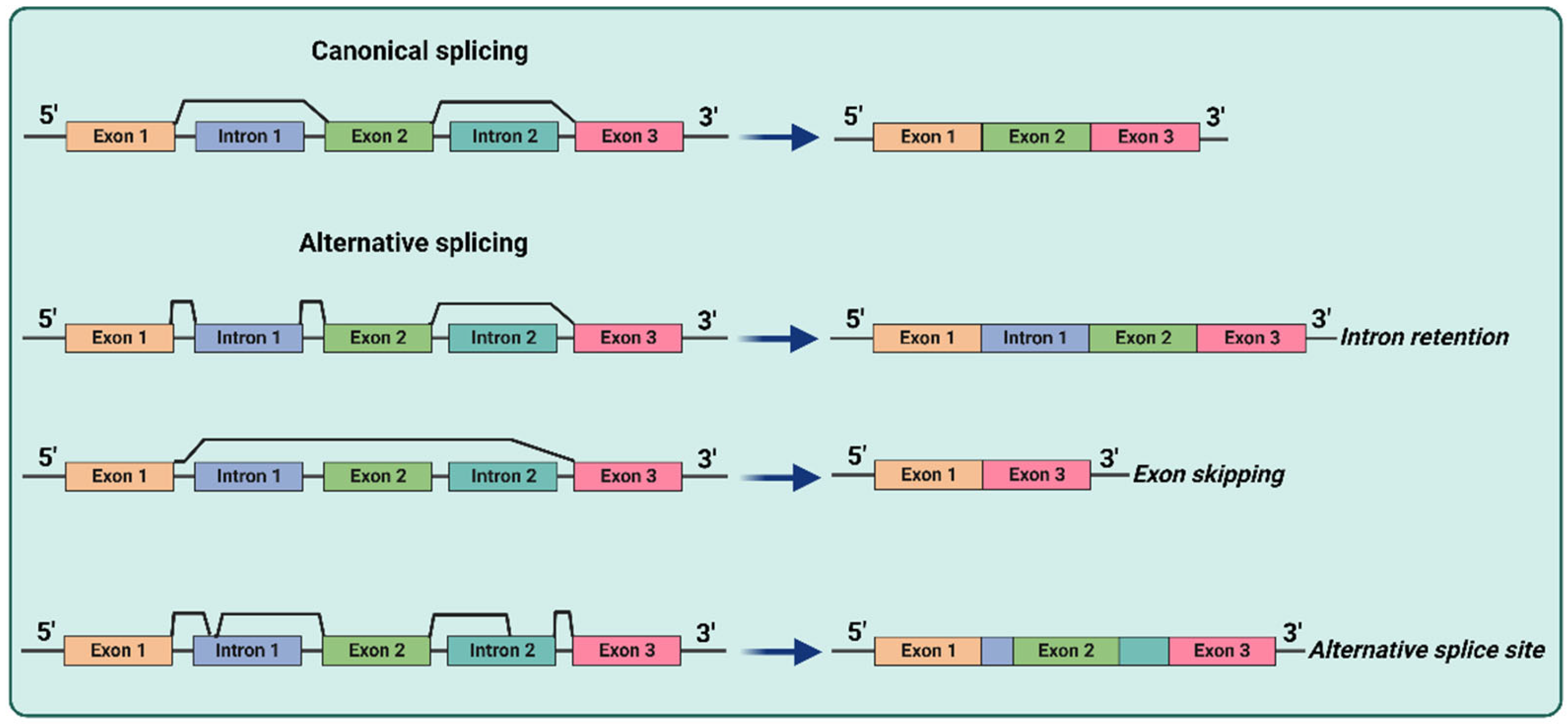 Frontiers | Research on atrial fibrillation mechanisms and