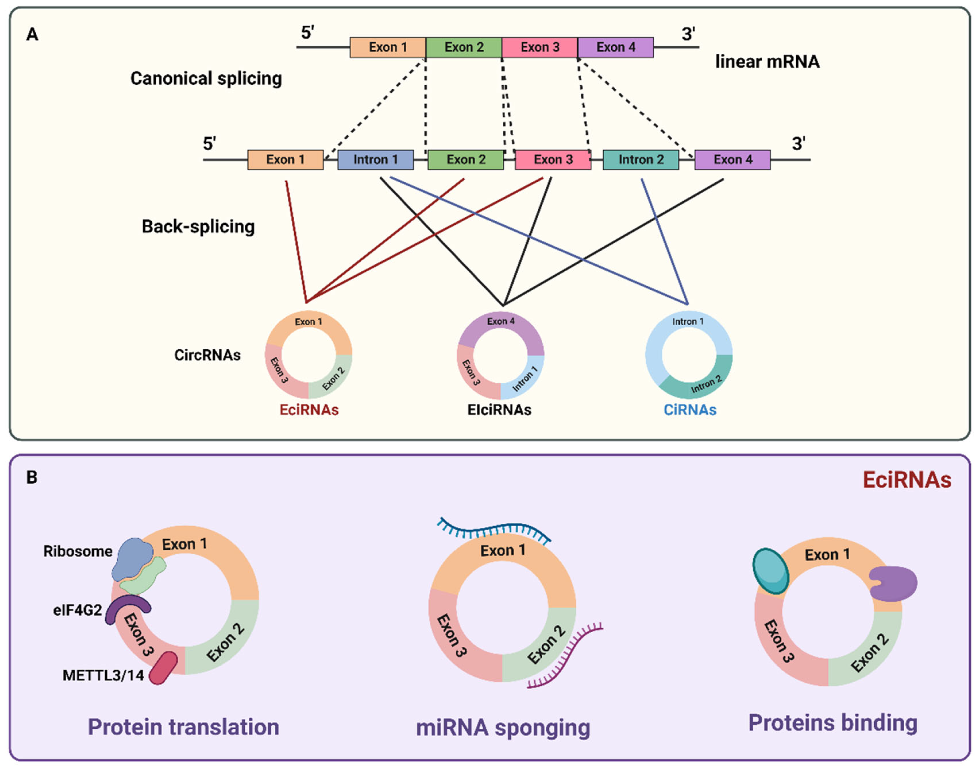 An Update on Circular RNA in Pediatric Cancers