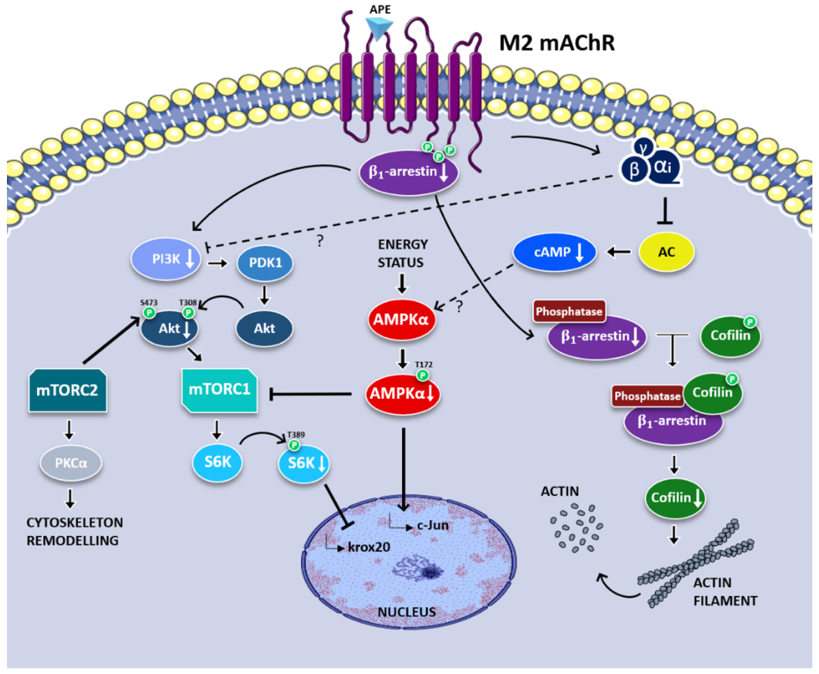 Biomedicines 11 00041 g001 Biomedicines 11 00041 g001