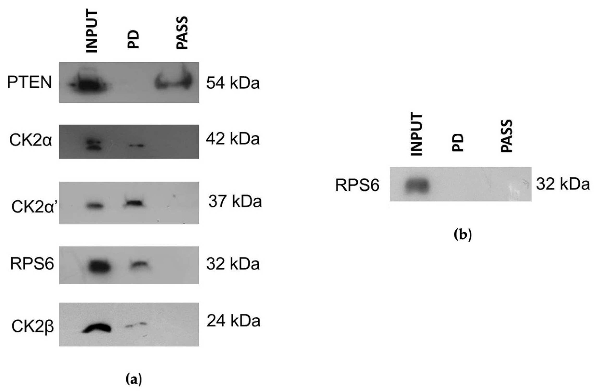 Biomedicines 11 00043 g005 Biomedicines 11 00043 g005