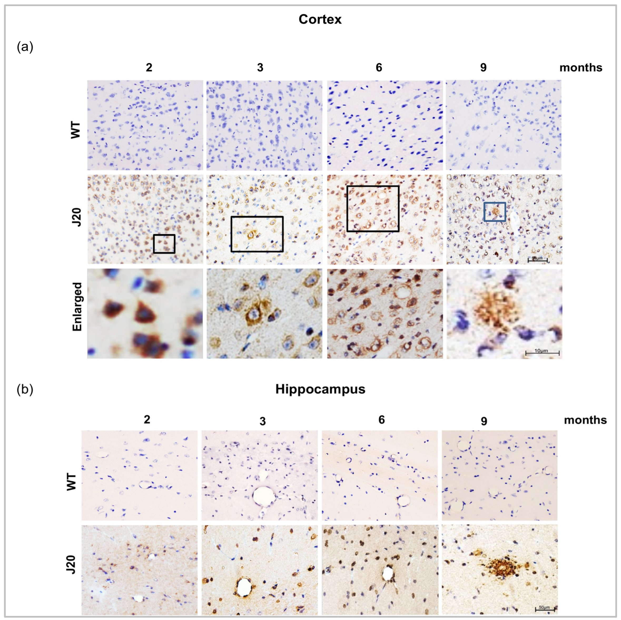 Biomedicines 11 00050 g002