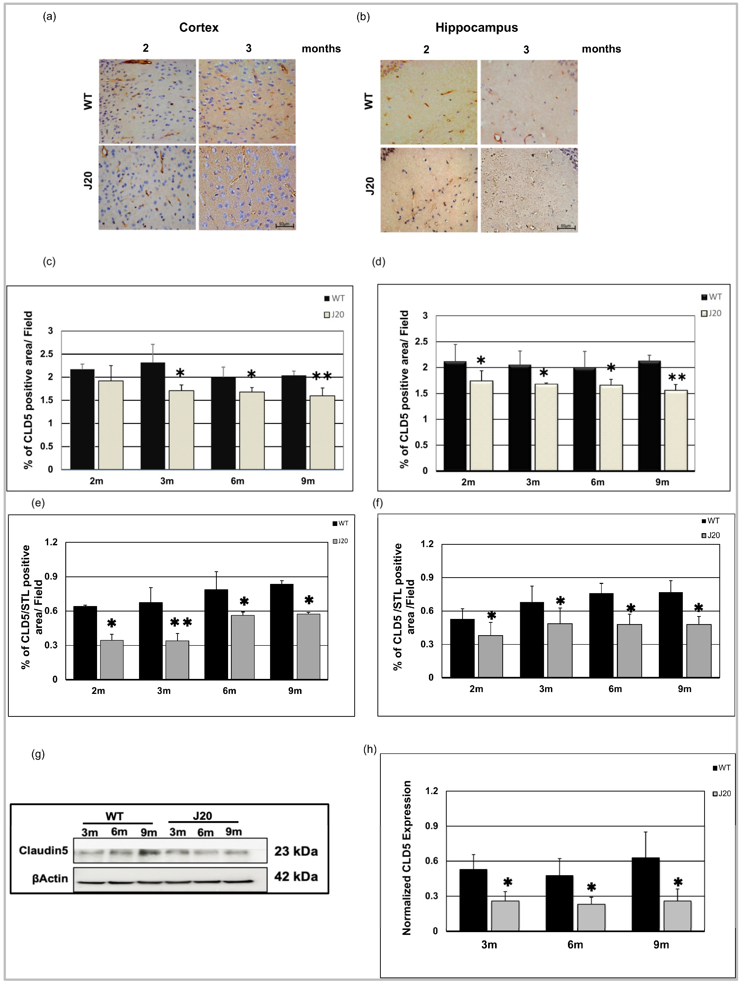 Biomedicines 11 00050 g004