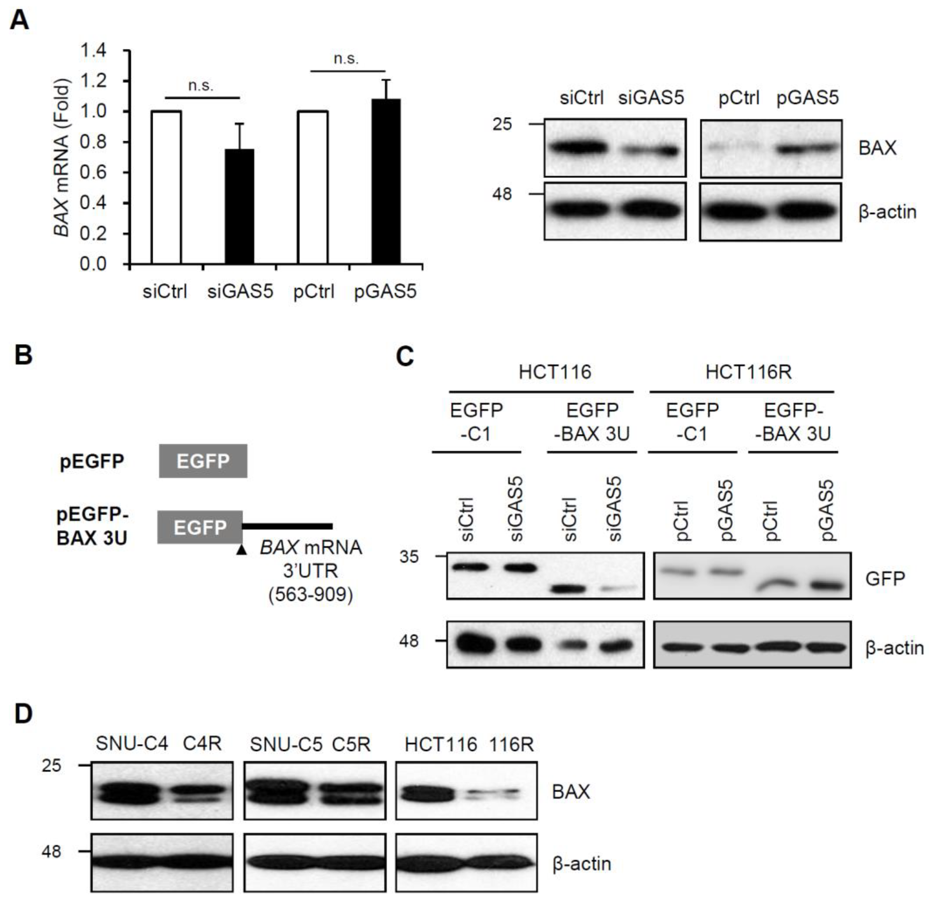 Biomedicines 11 00058 g004 Biomedicines 11 00058 g004