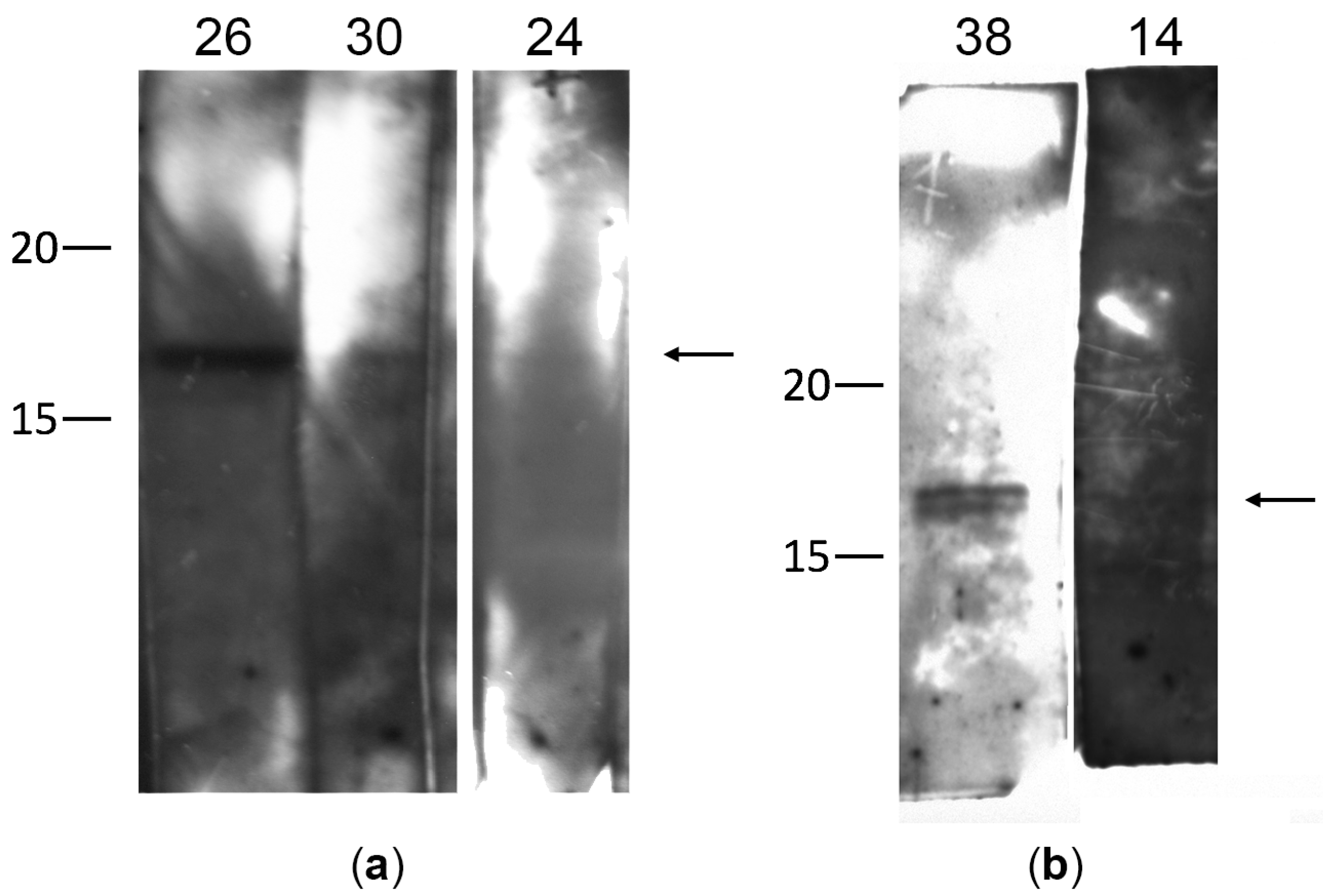 Biomedicines 11 00060 g001 Biomedicines 11 00060 g001