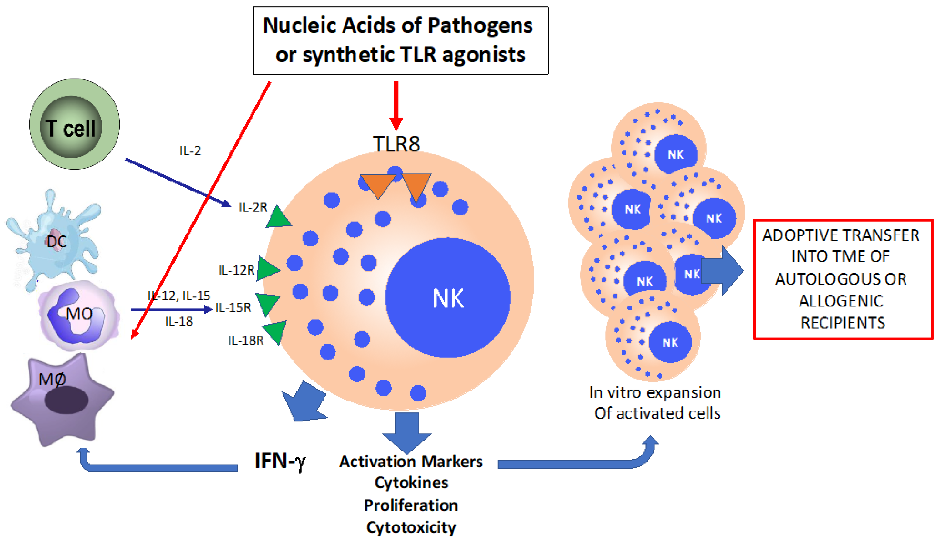 Biomedicines 11 00064 g001