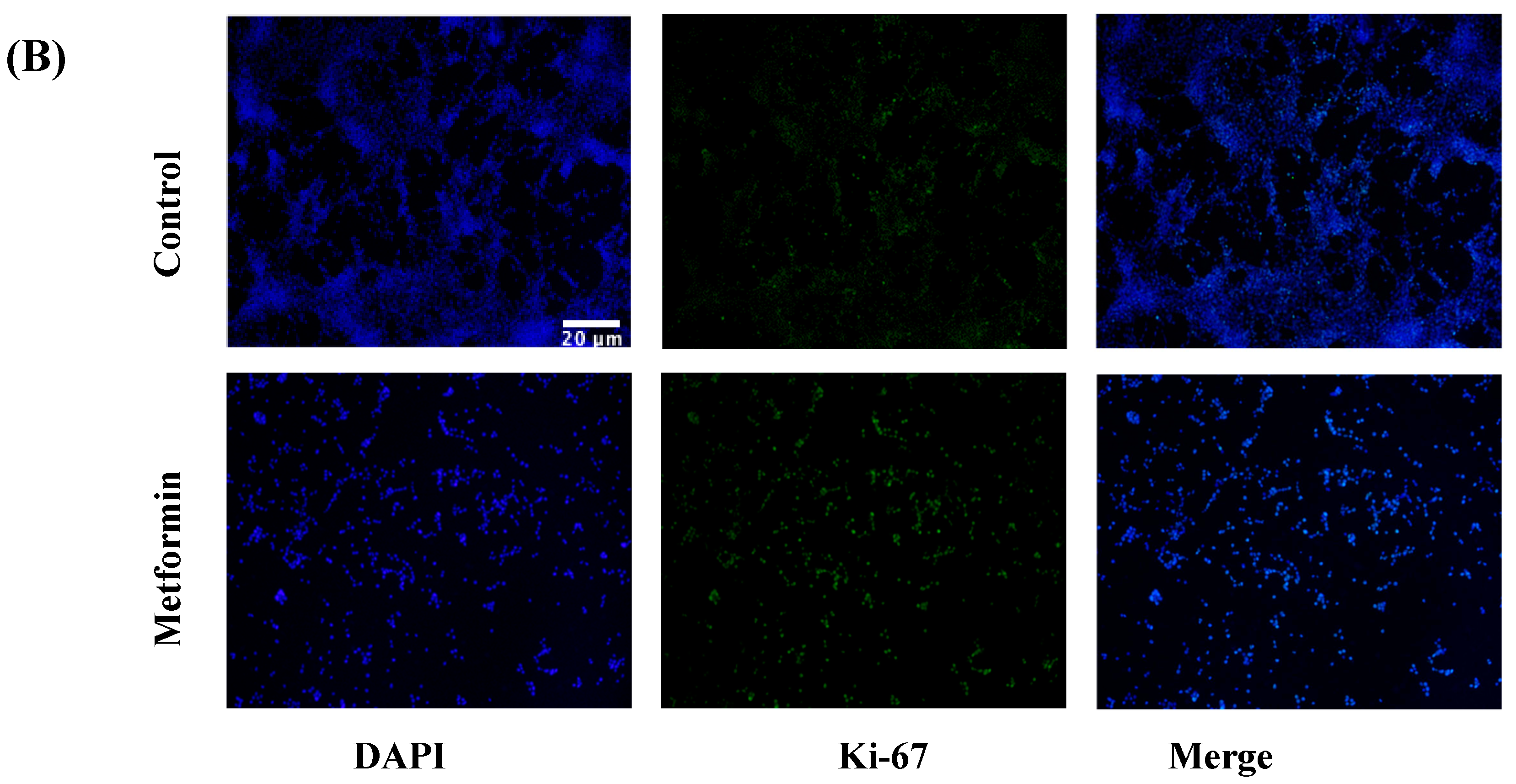 Biomedicines 11 00065 g006b Biomedicines 11 00065 g006b