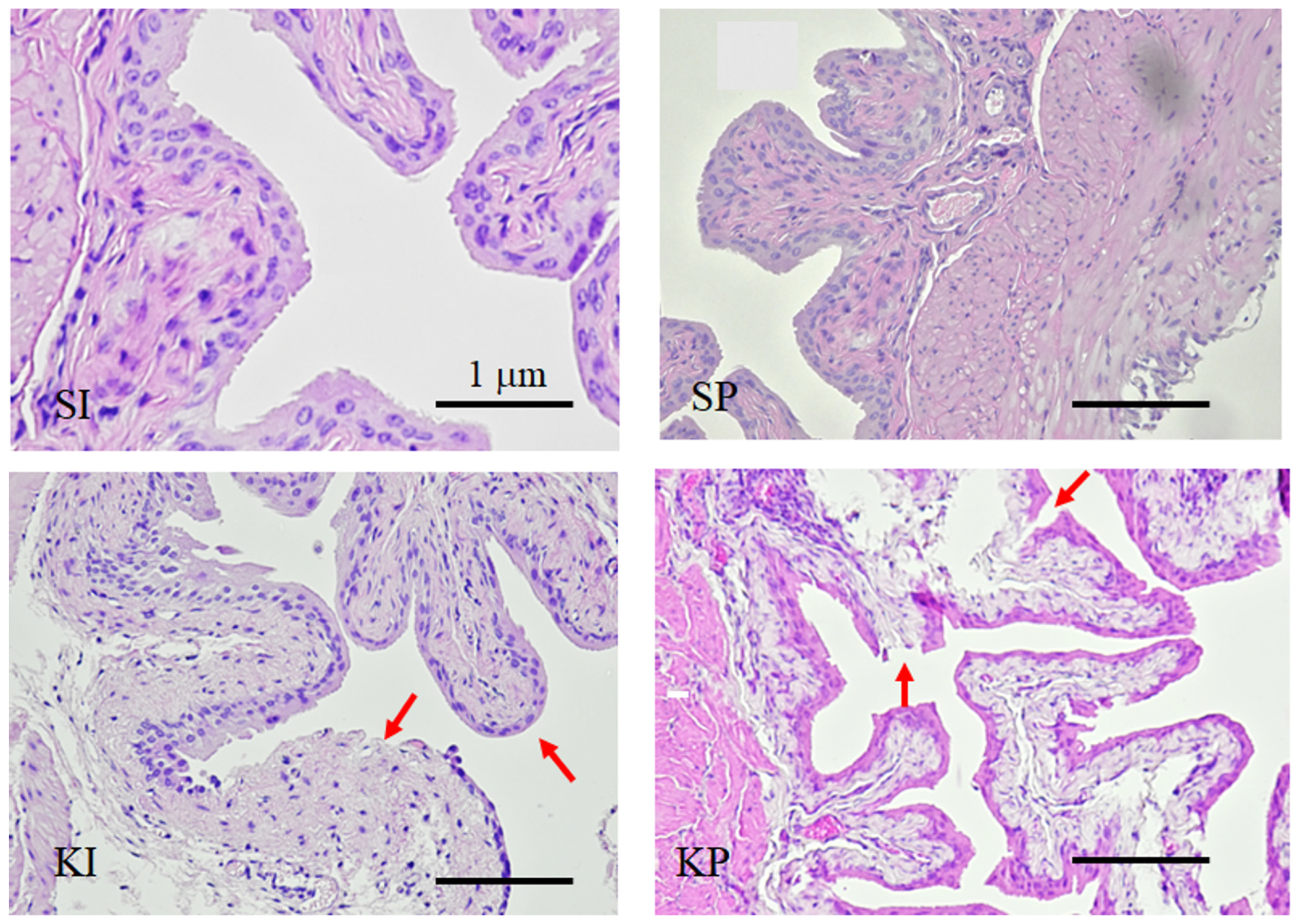 Biomedicines 11 00075 g006