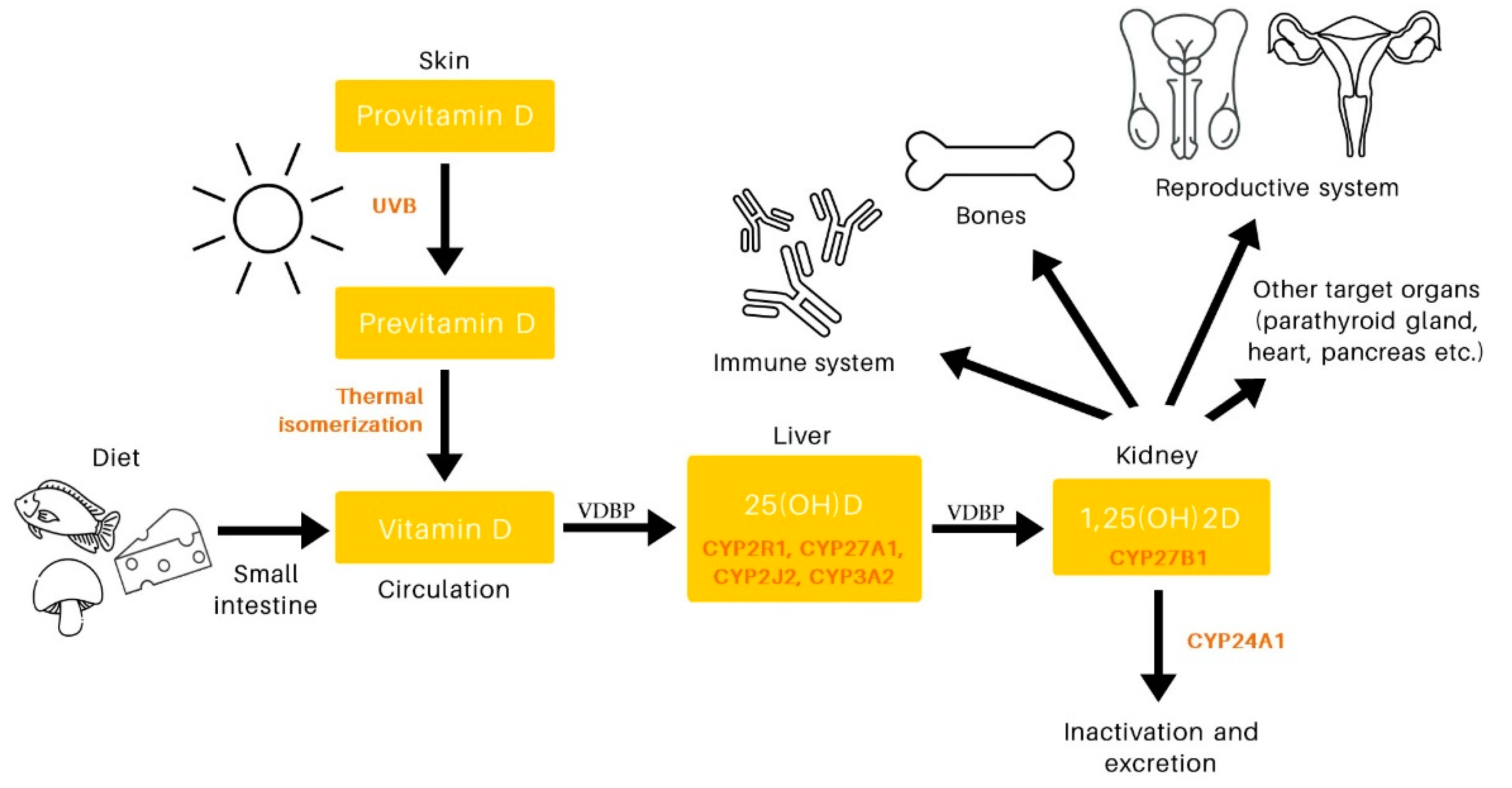 Biomedicines Free FullText The Association between Vitamin D and