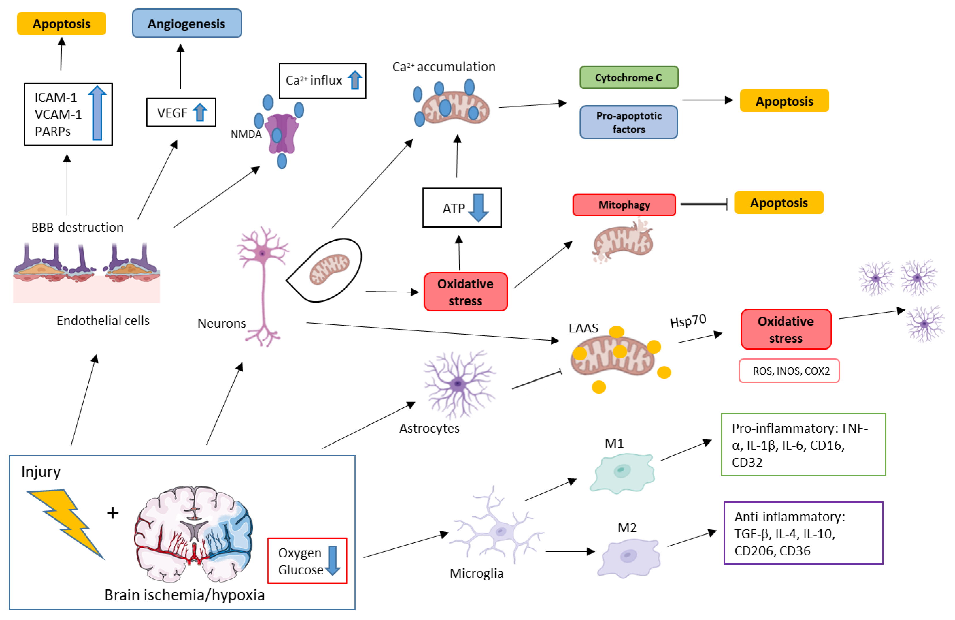 Biomedicines 11 00094 g001 Biomedicines 11 00094 g001