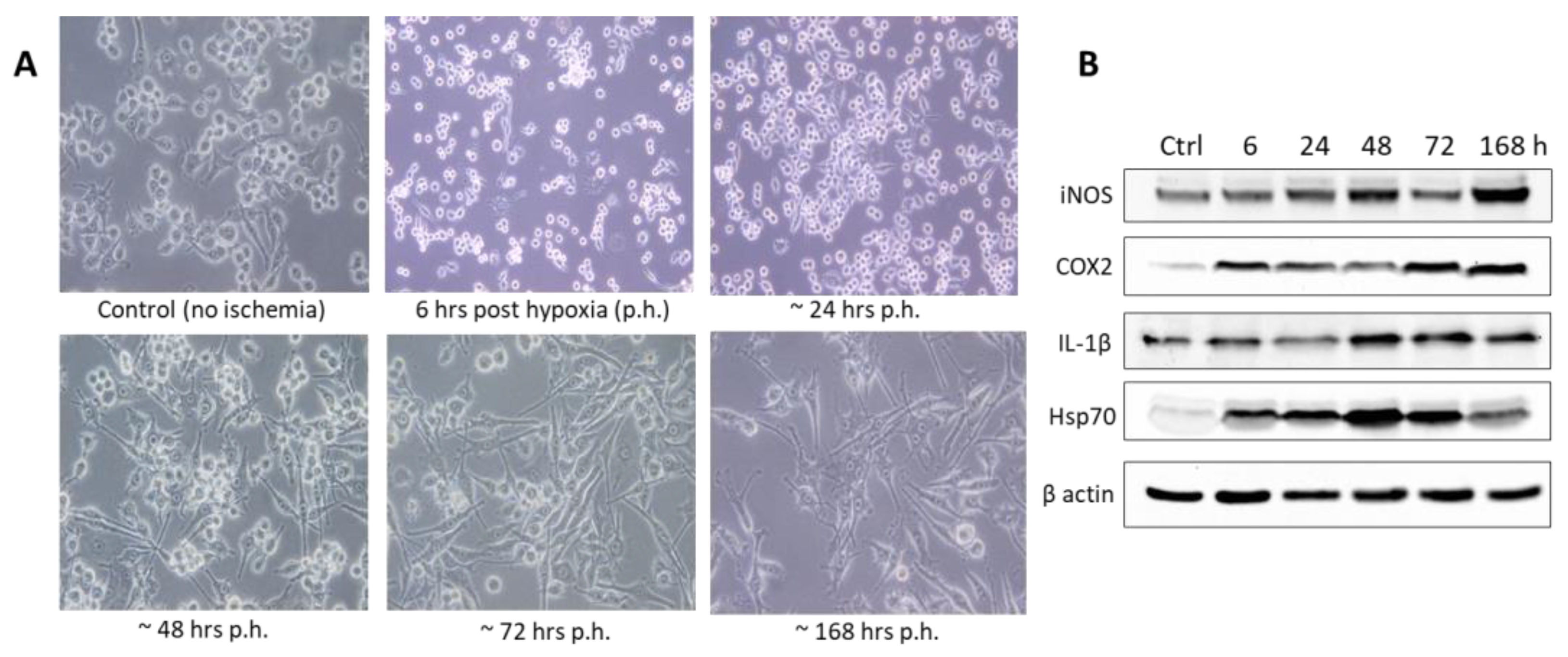Biomedicines 11 00094 g003 Biomedicines 11 00094 g003