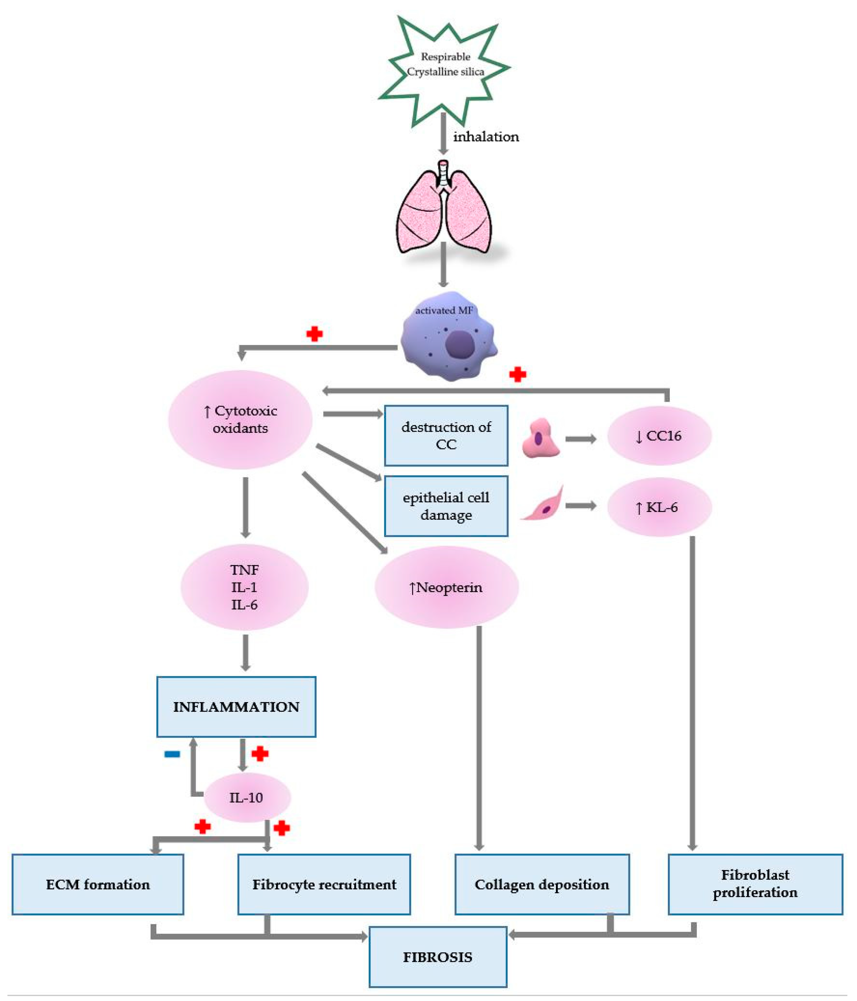 Biomedicines 11 00100 g002