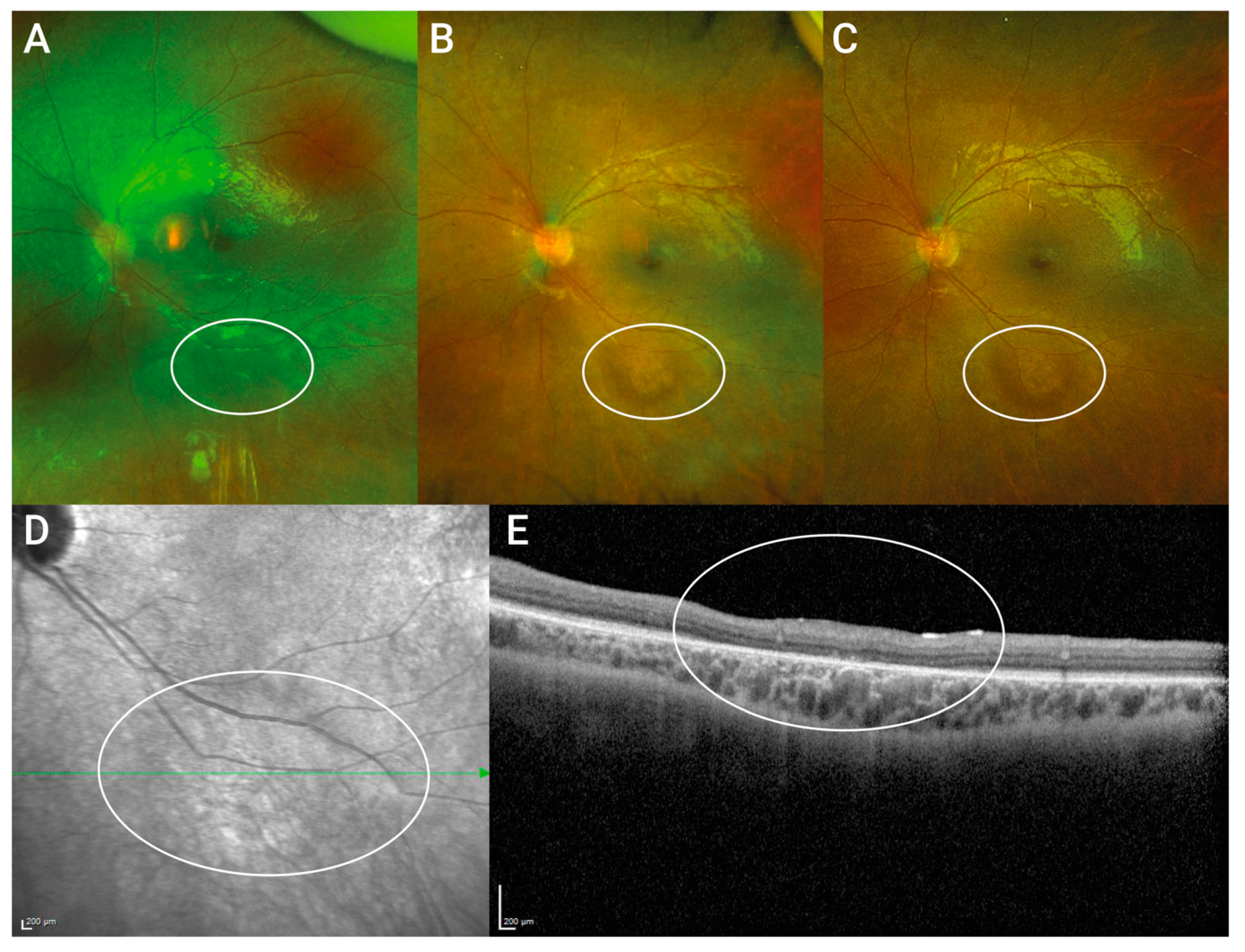 Biomedicines 11 00103 g002