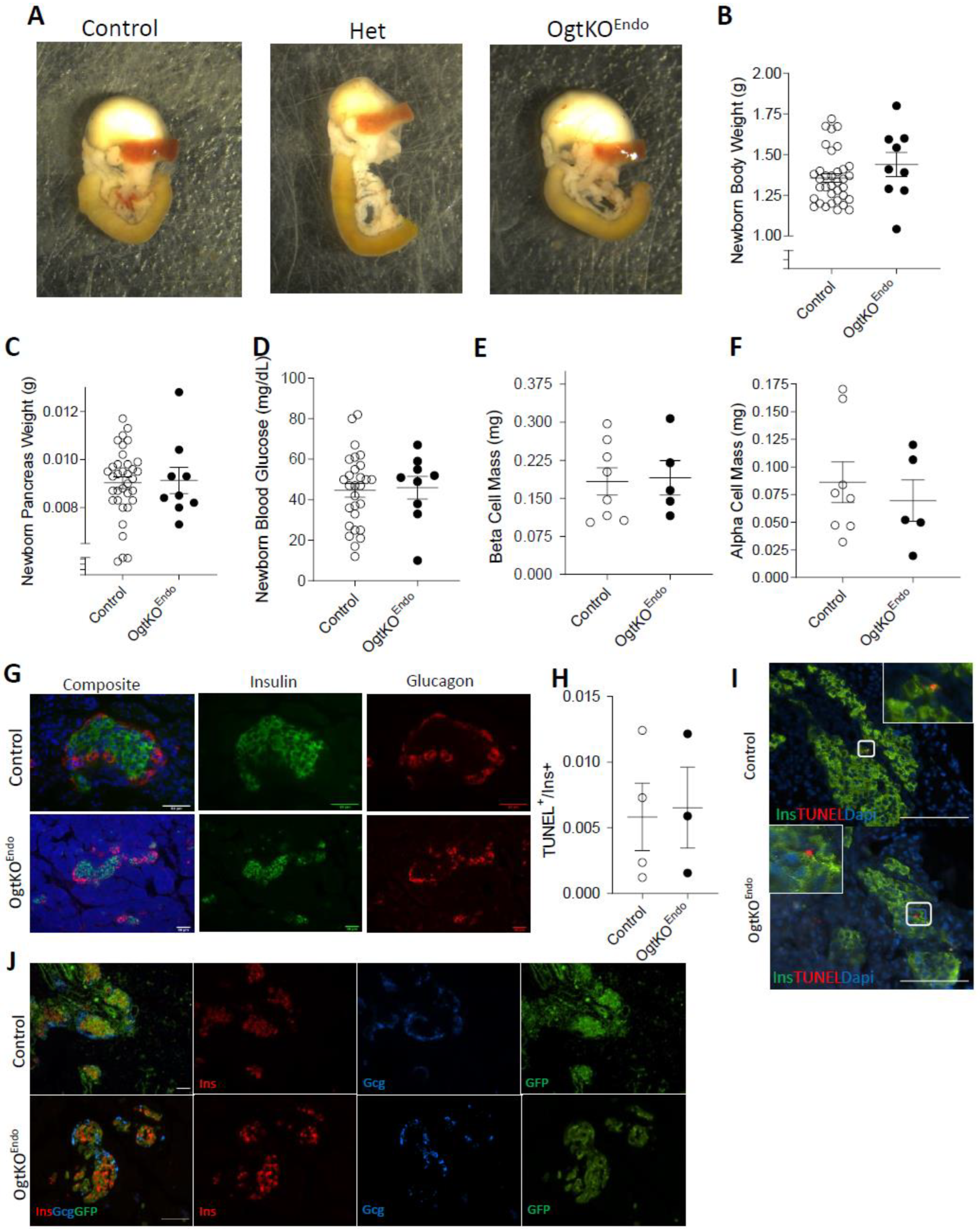 Biomedicines 11 00105 g001 Biomedicines 11 00105 g001