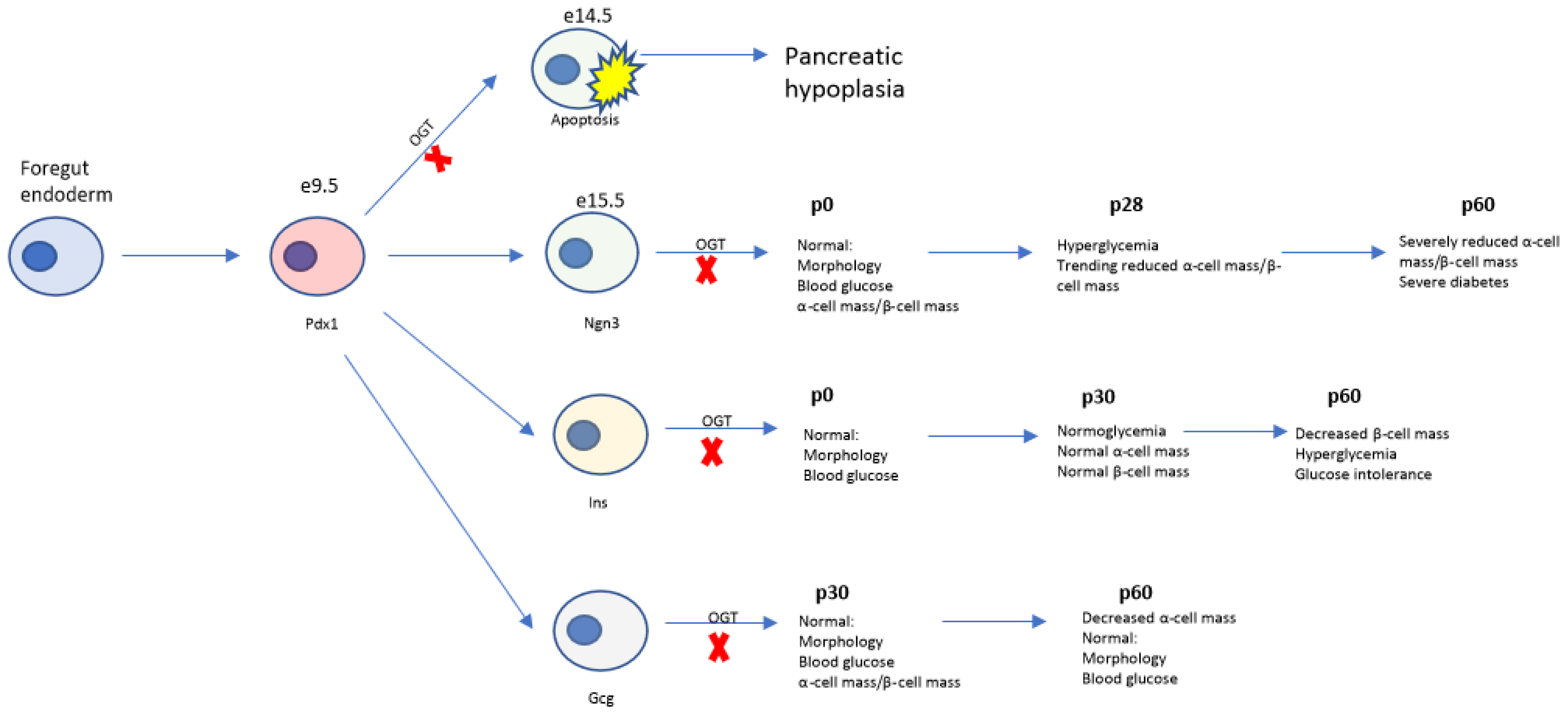 Biomedicines 11 00105 g005 Biomedicines 11 00105 g005