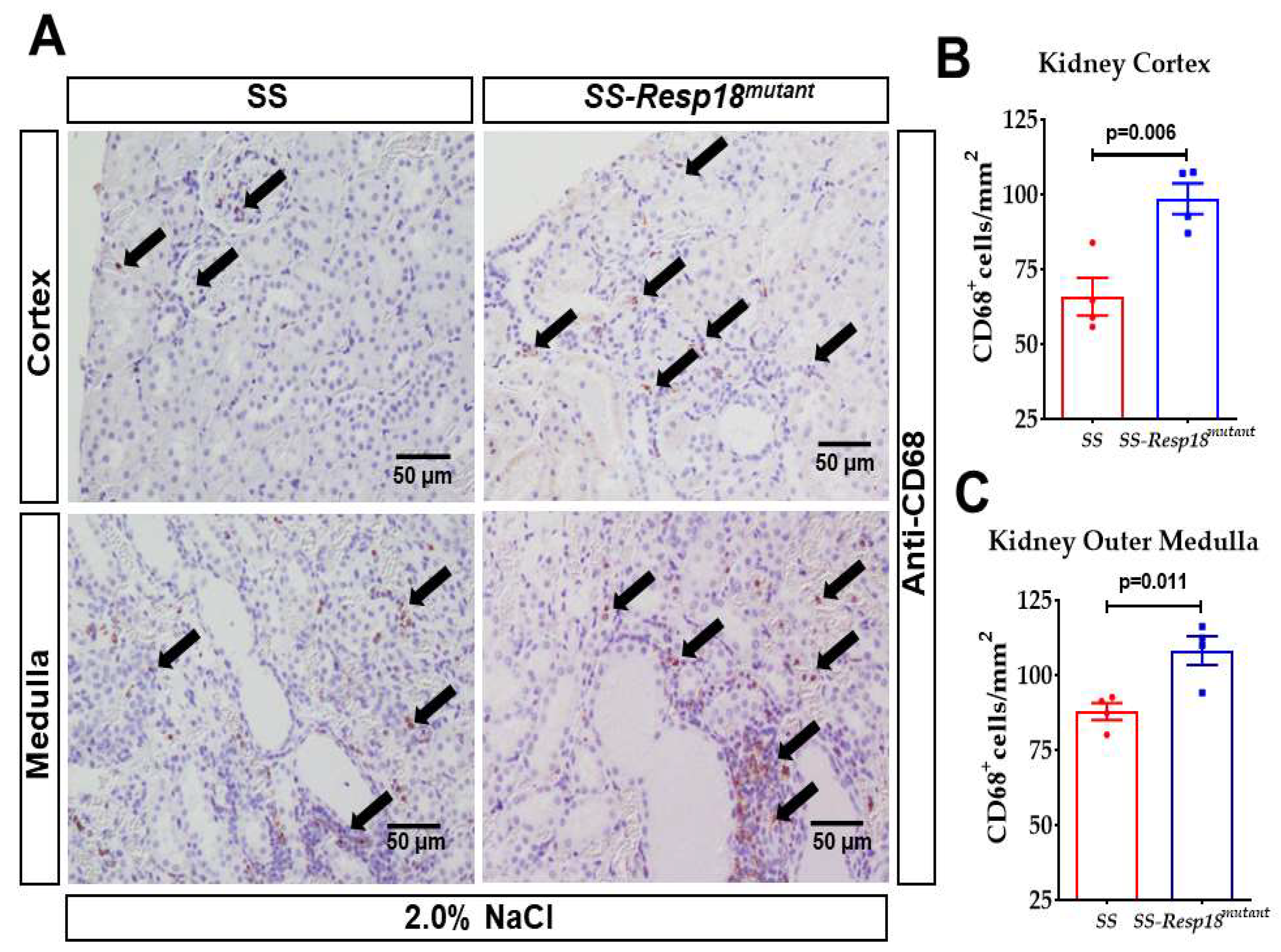 Biomedicines 11 00111 g004 Biomedicines 11 00111 g004