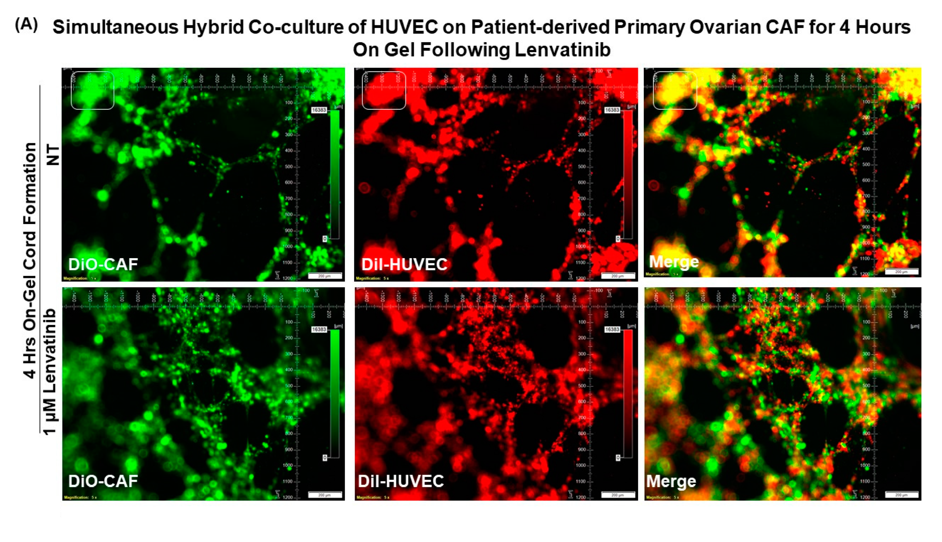 Biomedicines 11 00112 g009a Biomedicines 11 00112 g009a