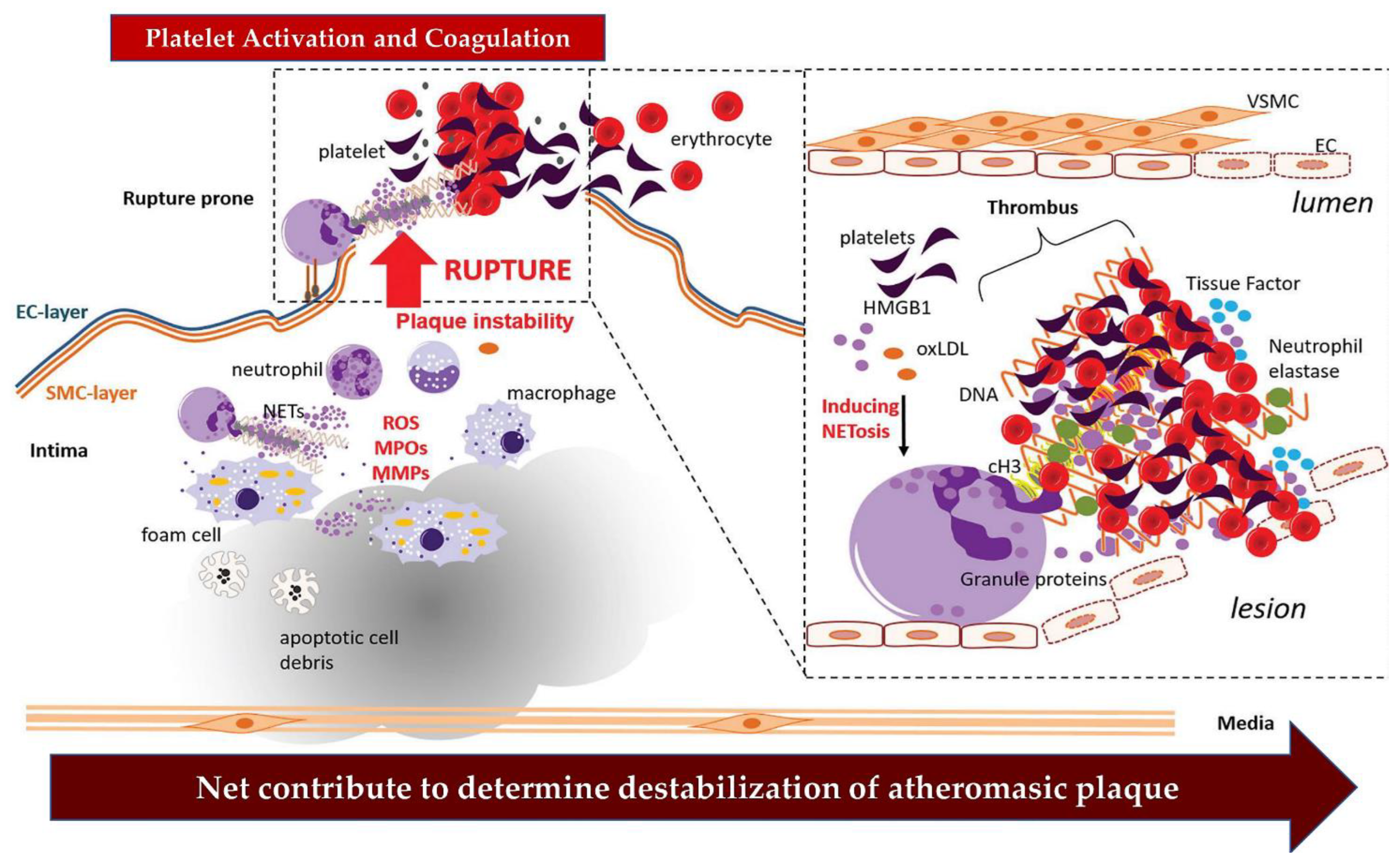 Biomedicines 11 00113 g003 Biomedicines 11 00113 g003