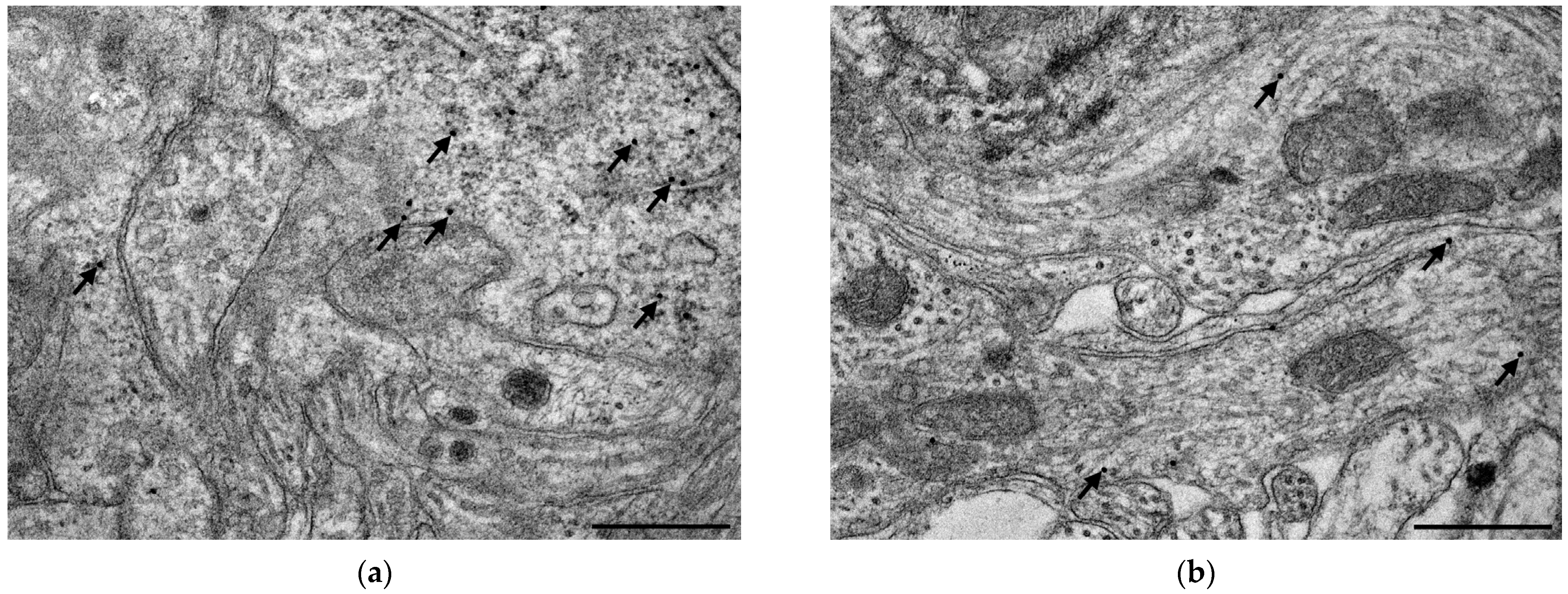 Biomedicines 11 00129 g006a