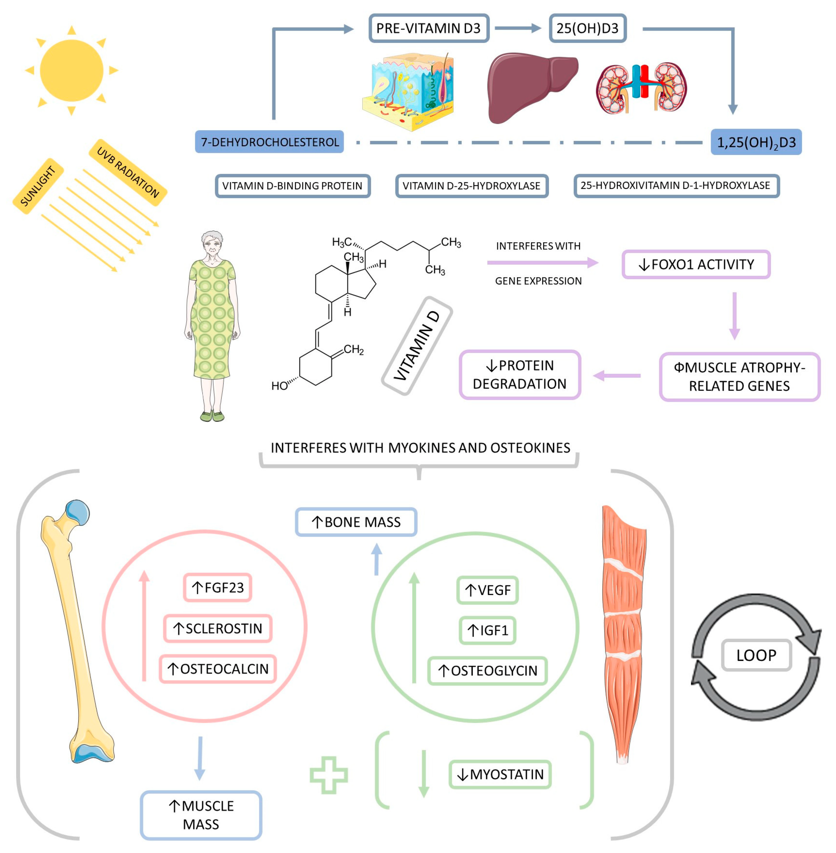 Biomedicines 11 00136 g004