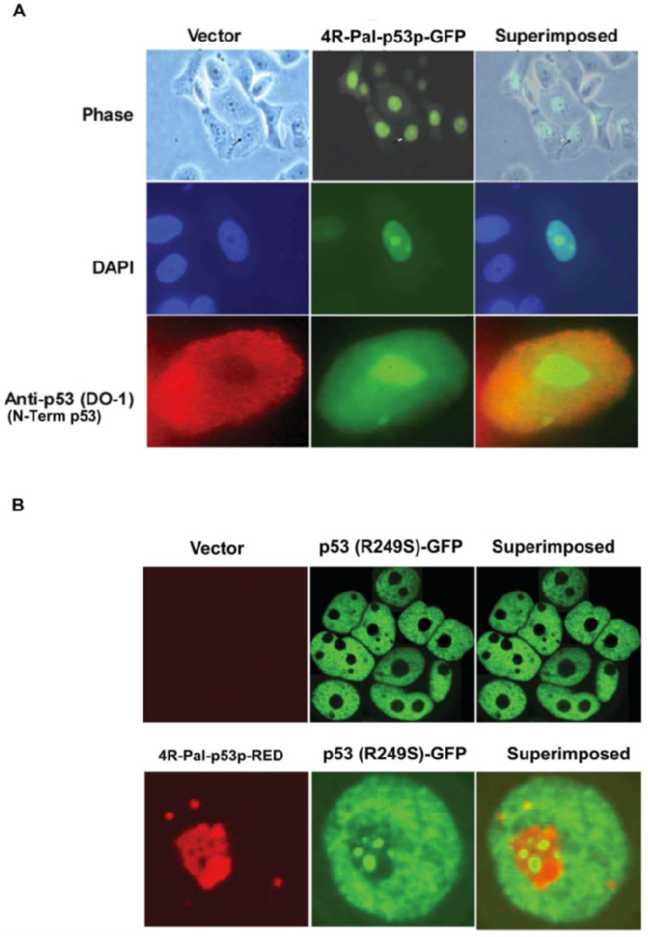 Biomedicines 11 00137 g004