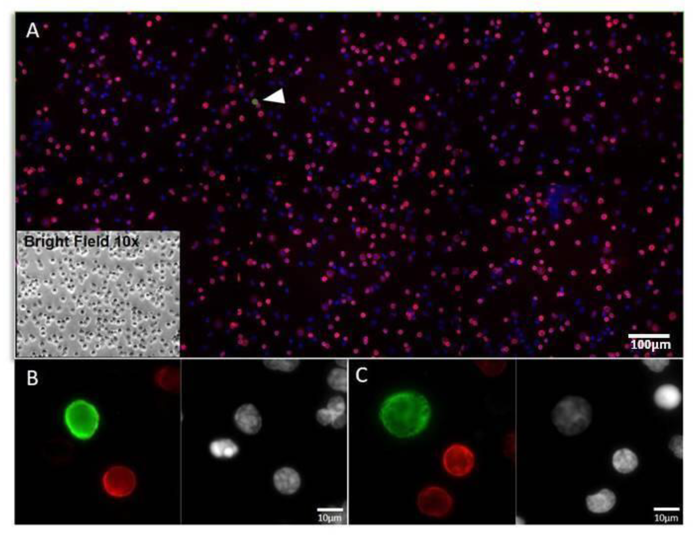 Biomedicines 11 00153 g002 Biomedicines 11 00153 g002