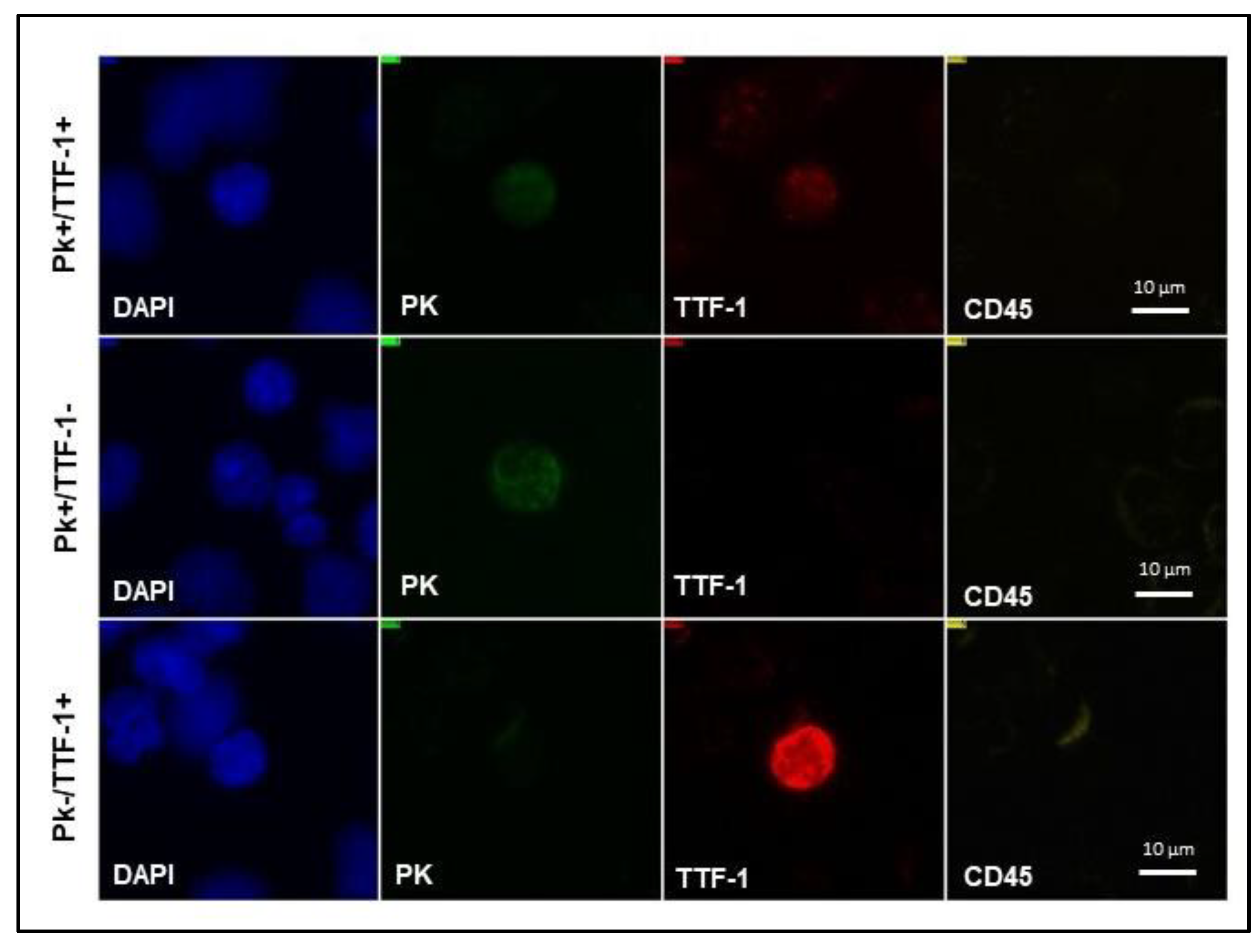 Biomedicines 11 00153 g004 Biomedicines 11 00153 g004
