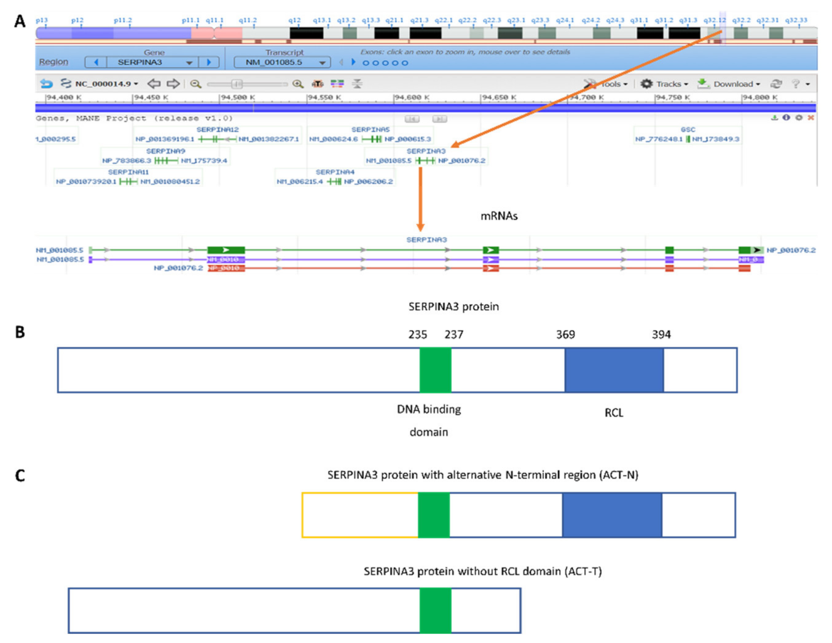Biomedicines 11 00156 g001 Biomedicines 11 00156 g001