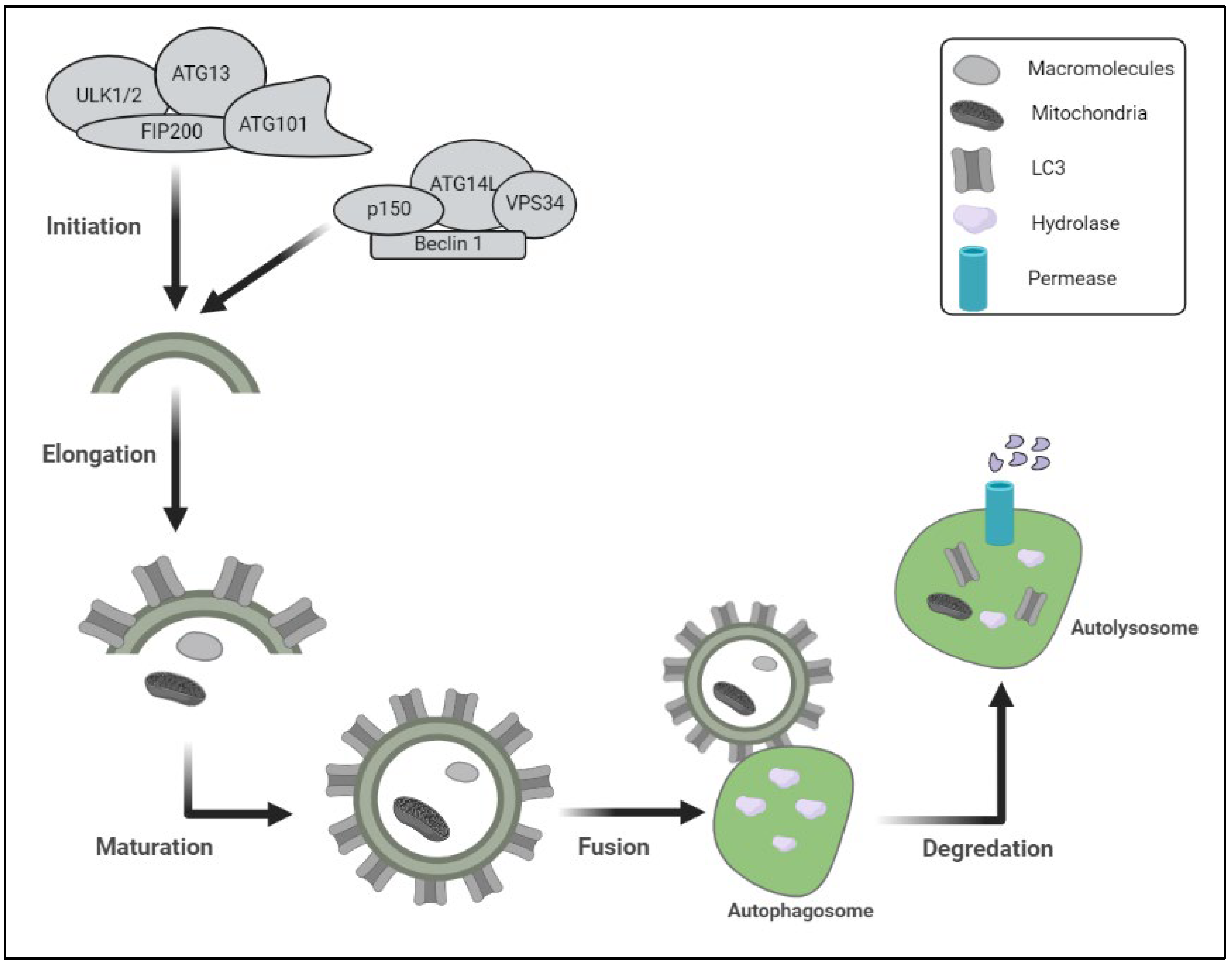 Biomedicines | Free Full-Text | Mechanistic Insights and Potential Therapeutic Approaches in PolyQ Diseases via Autophagy Biomedicines | Free Full-Text | Mechanistic Insights and Potential Therapeutic Approaches in PolyQ Diseases via Autophagy