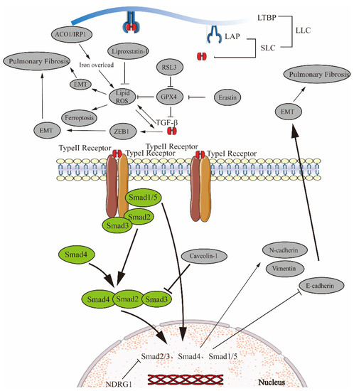 Role of Ferroptosis in Regulating the Epithelial–Mesenchymal