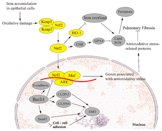 Role of Ferroptosis in Regulating the Epithelial–Mesenchymal