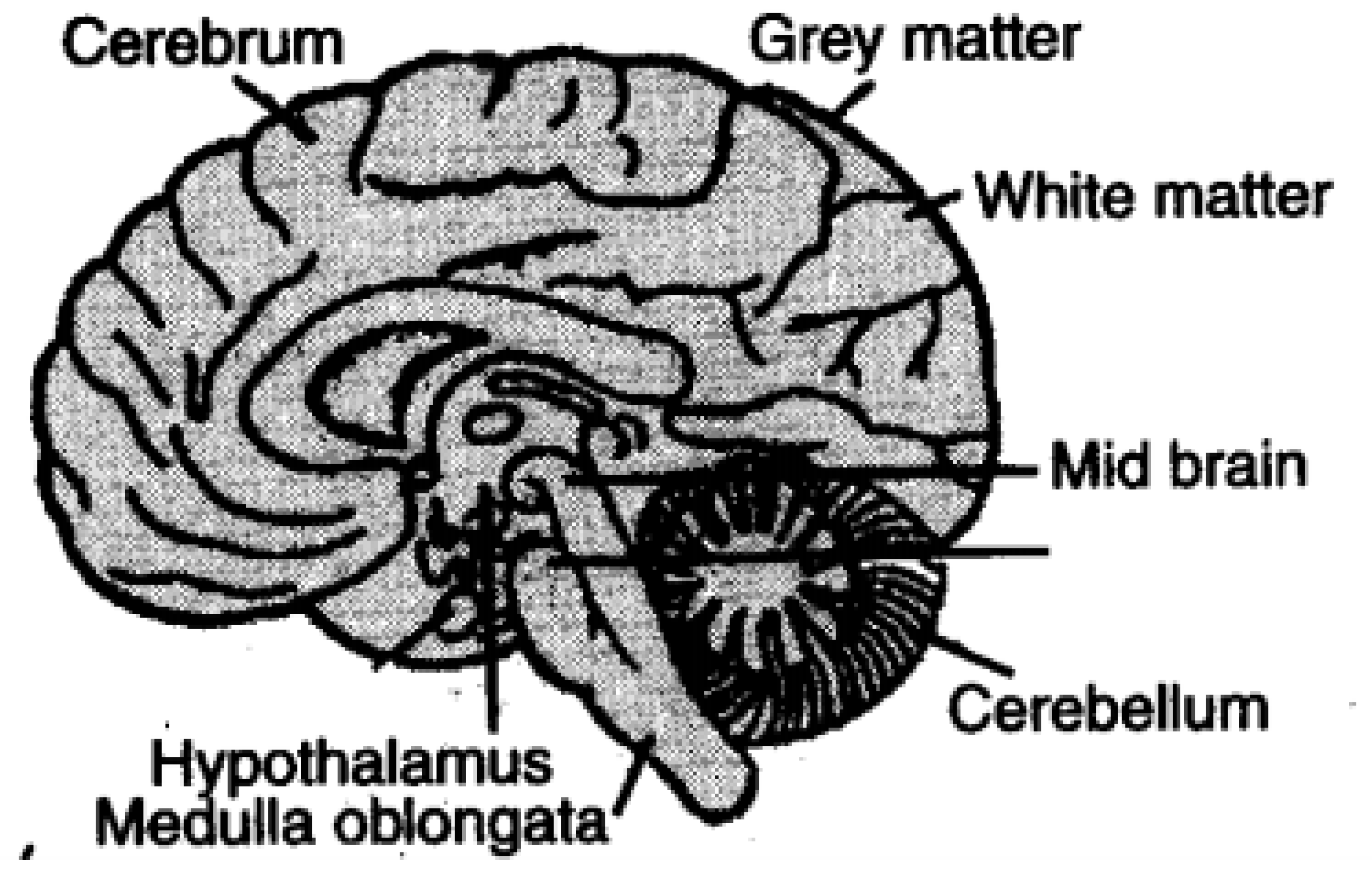Biomedicines 11 00184 g002