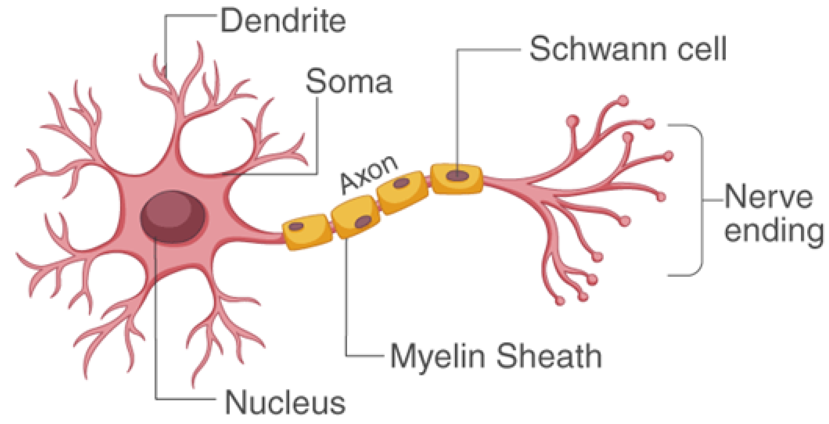 Biomedicines 11 00184 g003