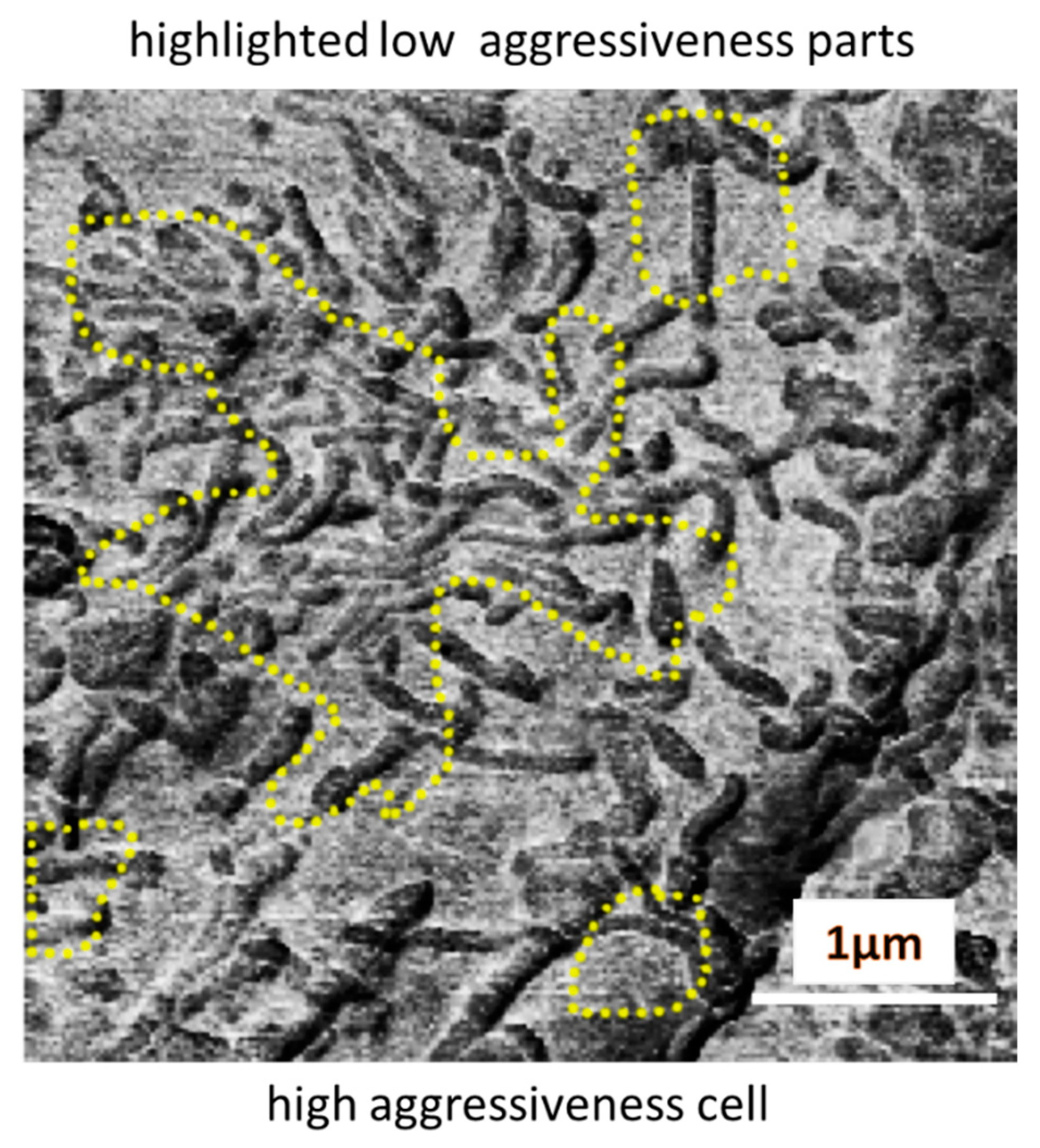 Biomedicines 11 00191 g006