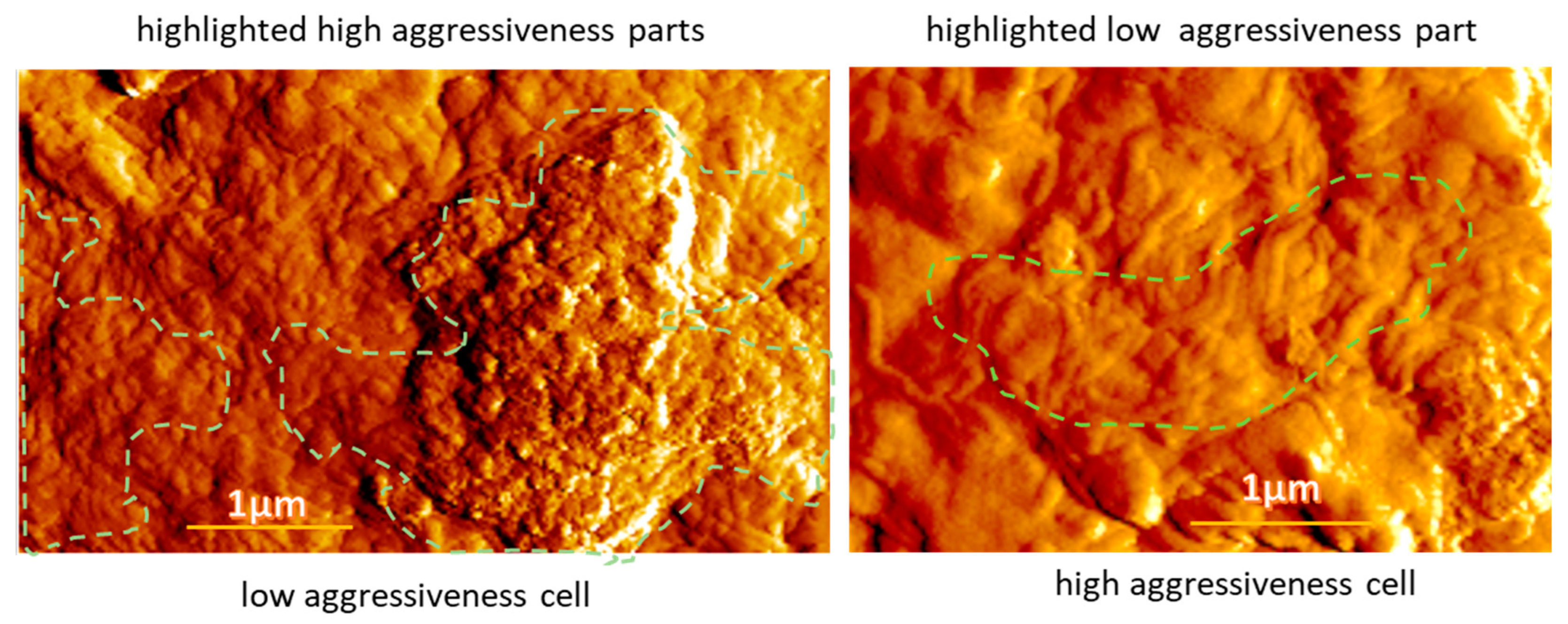 Biomedicines 11 00191 g007