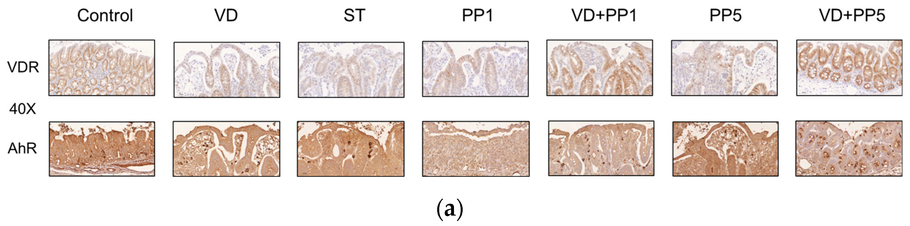 Biomedicines 11 00195 g005a