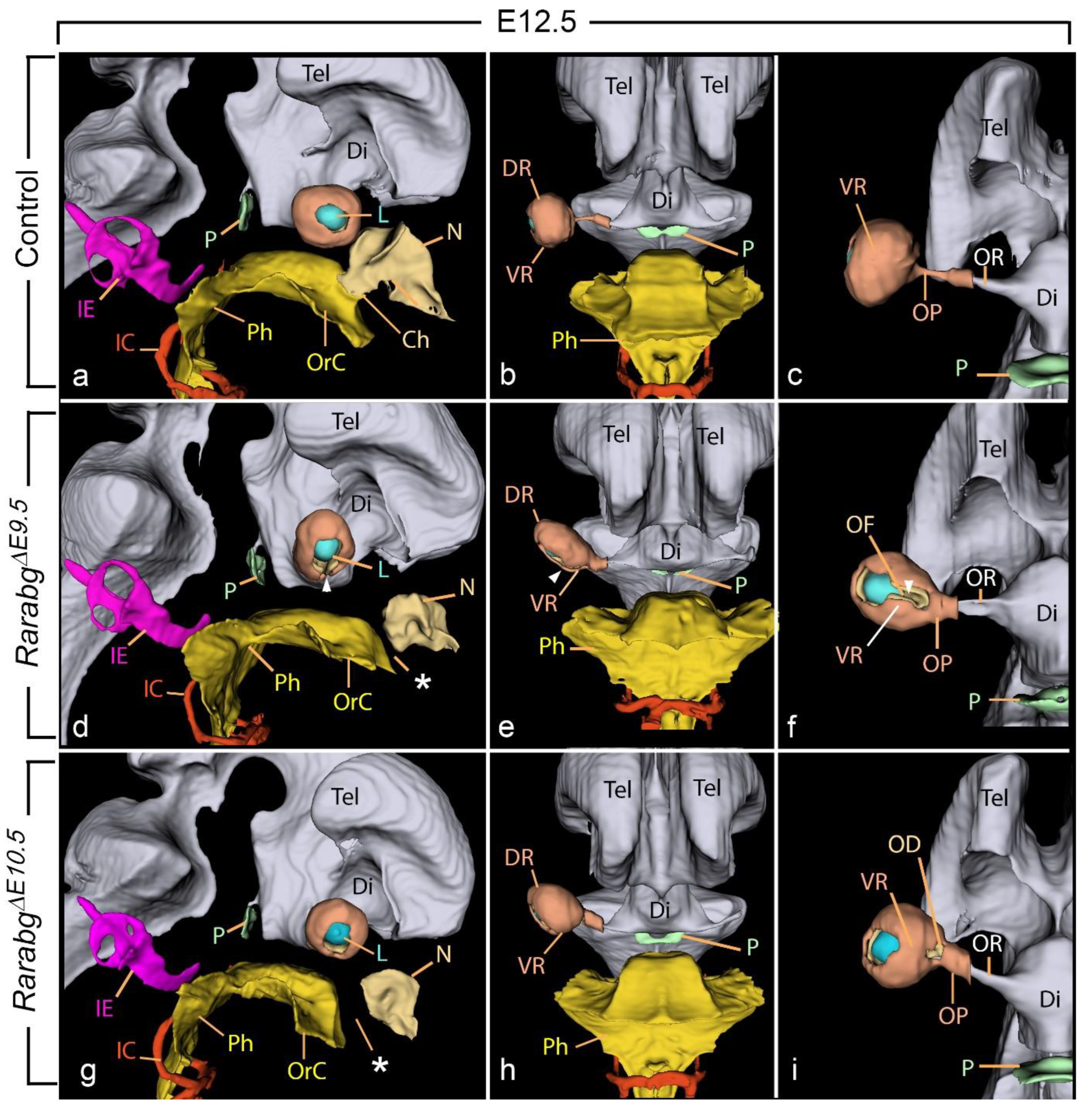 Biomedicines 11 00198 g005 Biomedicines 11 00198 g005