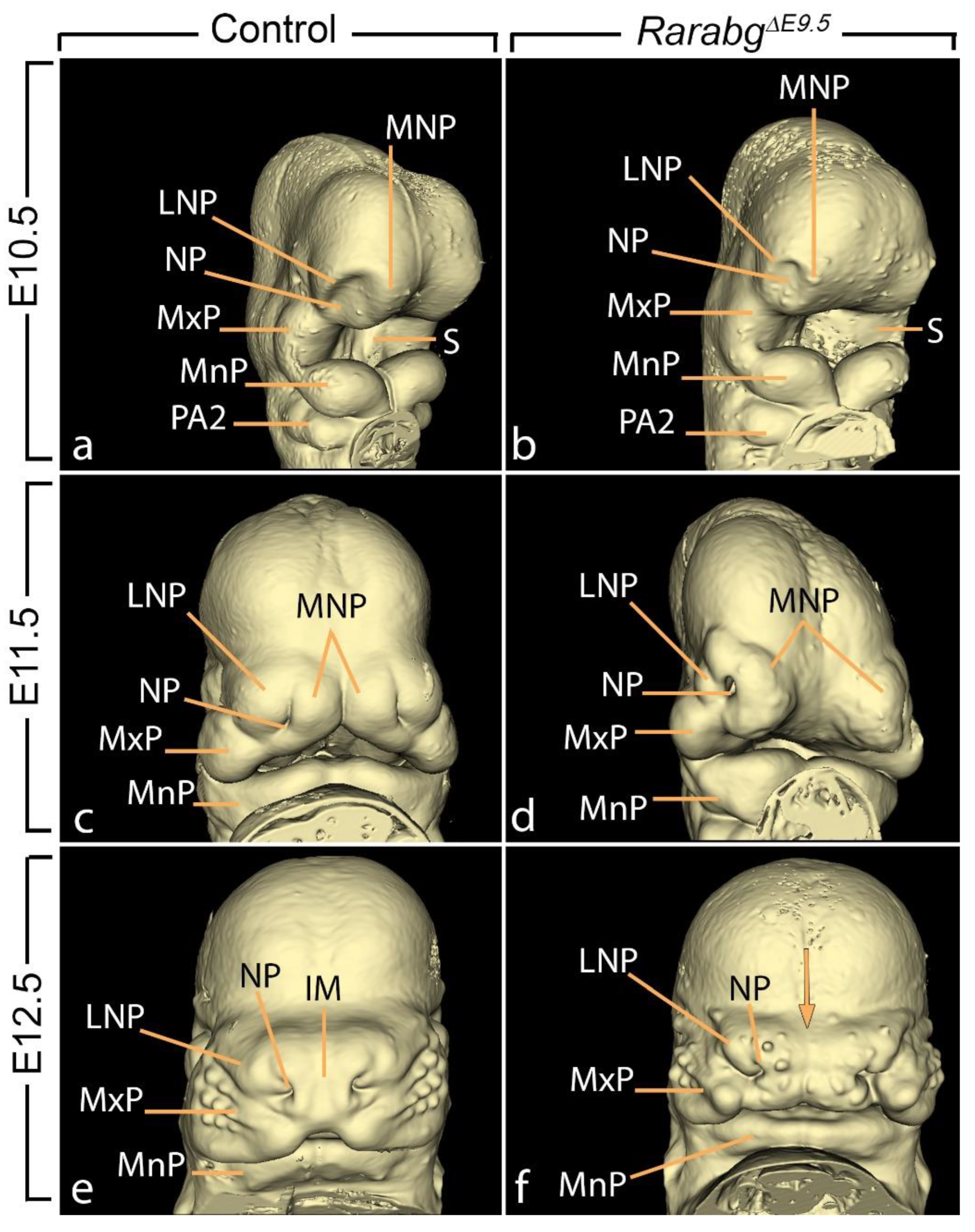 Biomedicines 11 00198 g006 Biomedicines 11 00198 g006
