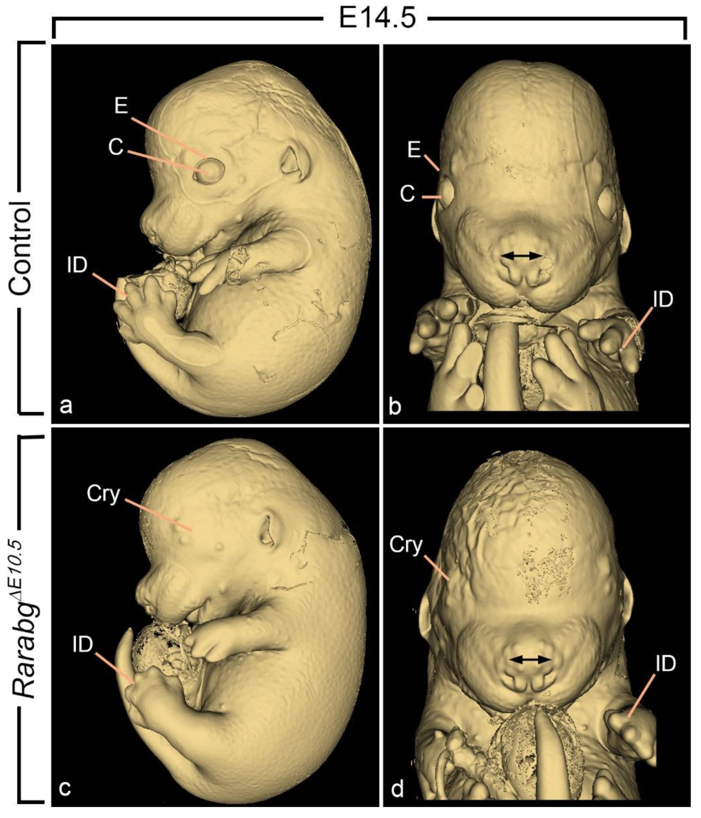 Biomedicines 11 00198 g007 Biomedicines 11 00198 g007