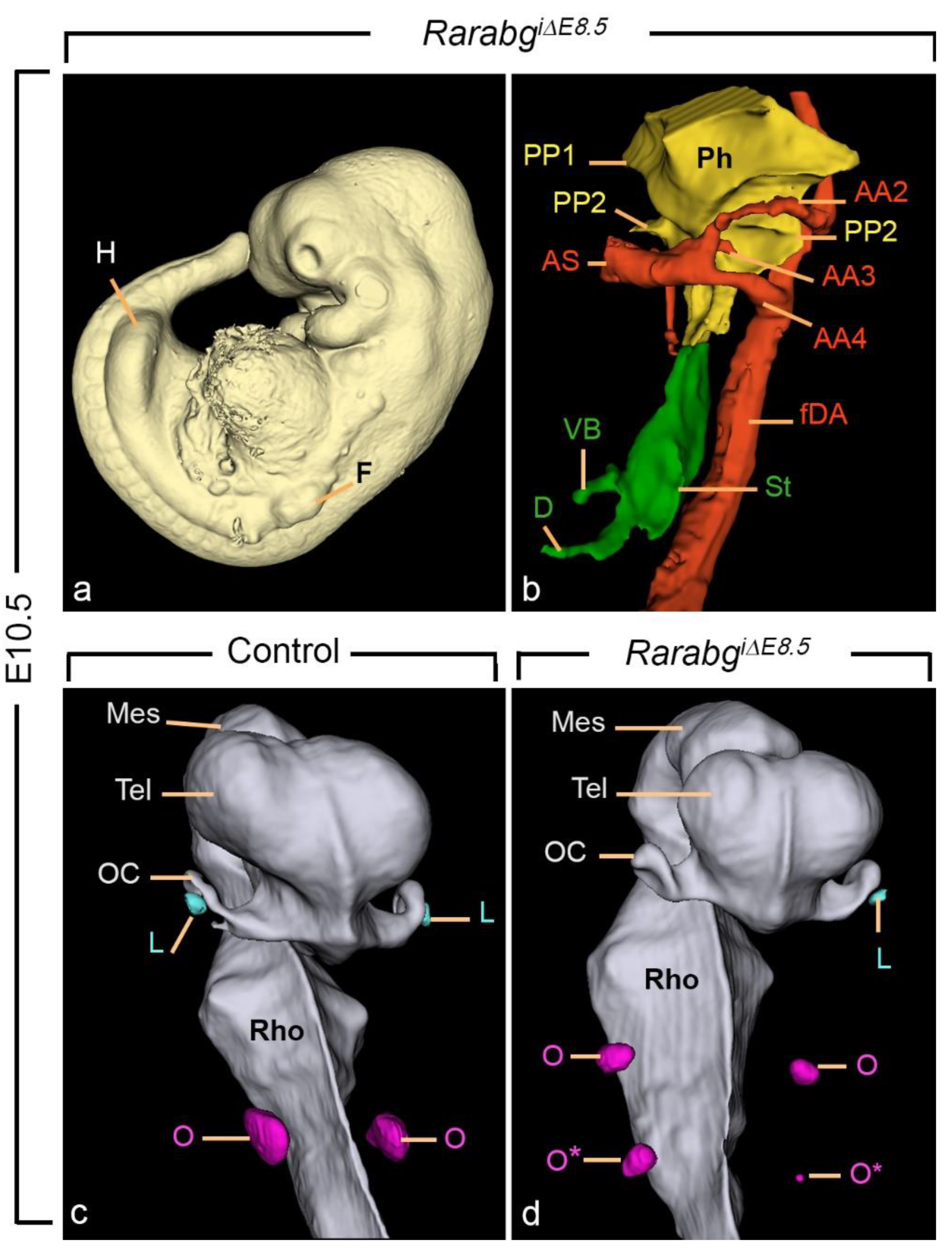 Biomedicines 11 00198 g011 Biomedicines 11 00198 g011