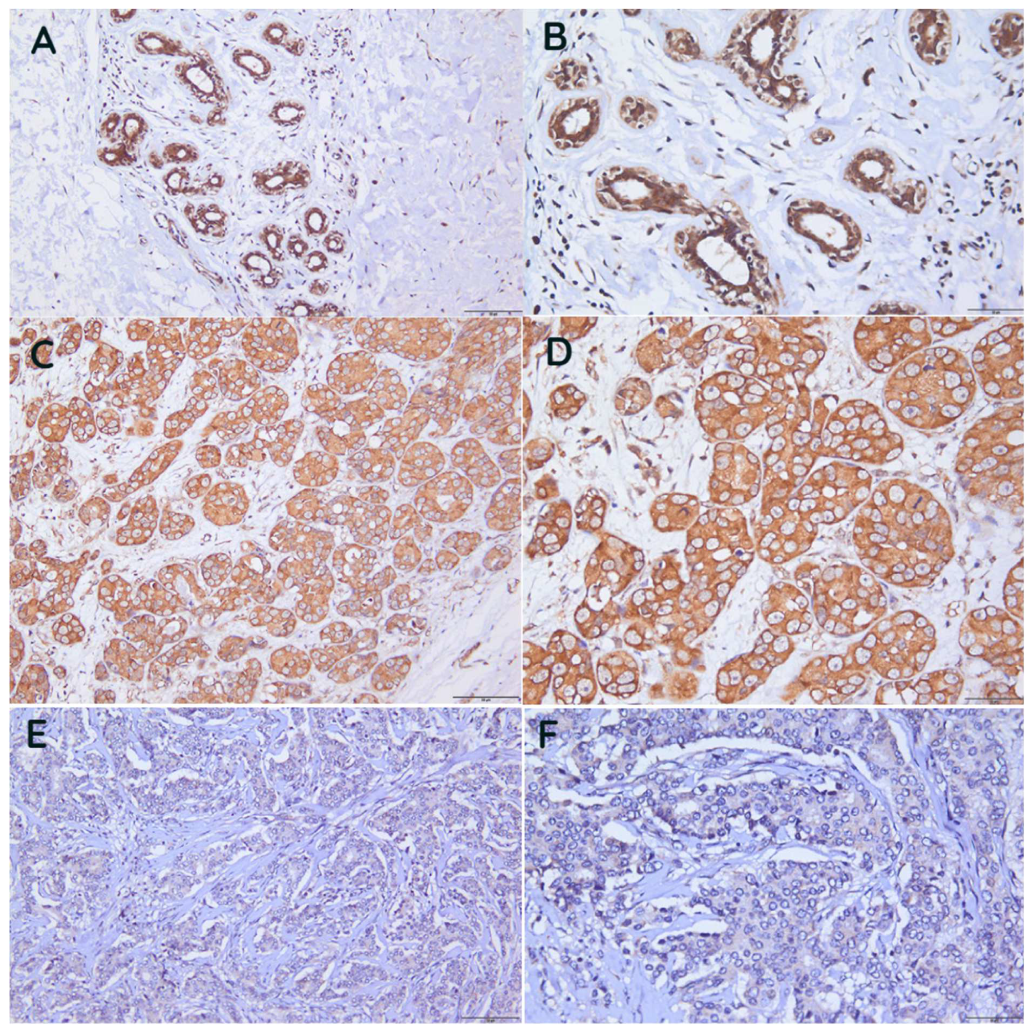 Biomedicines 11 00200 g004 Biomedicines 11 00200 g004