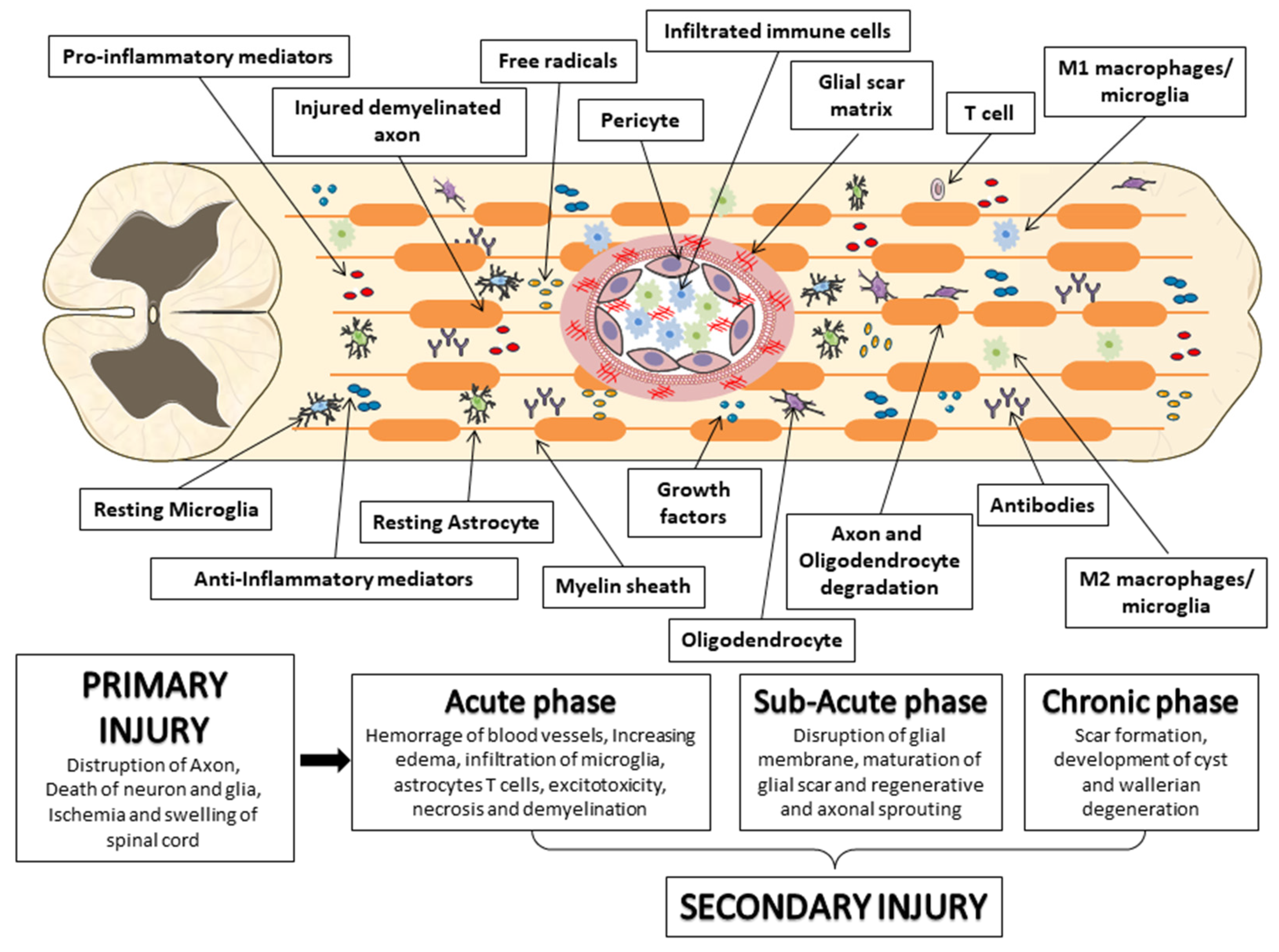 Biomedicines 11 00201 g002 Biomedicines 11 00201 g002