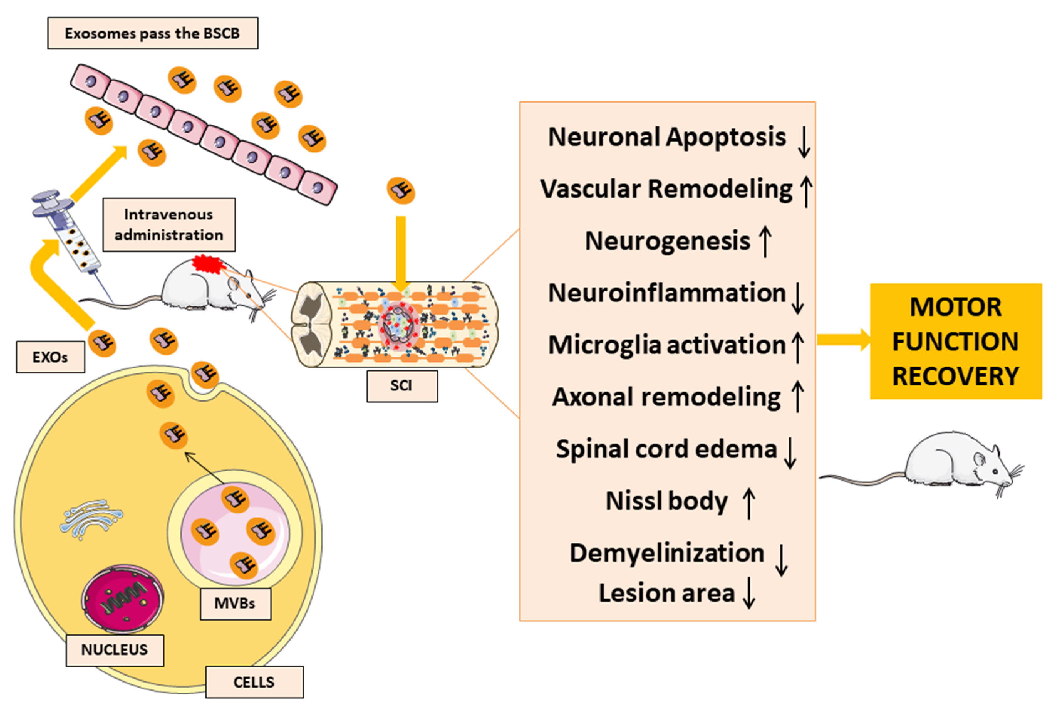 Biomedicines 11 00201 g003 Biomedicines 11 00201 g003