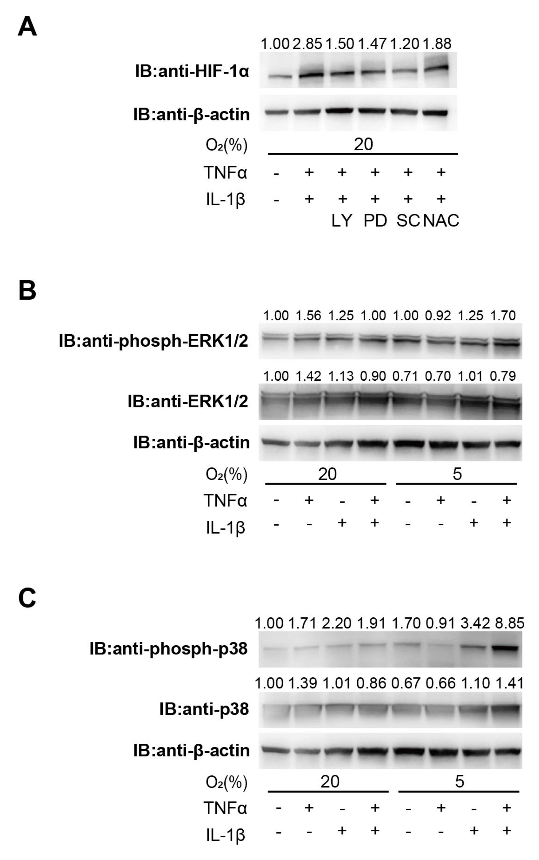 Biomedicines 11 00210 g003 Biomedicines 11 00210 g003